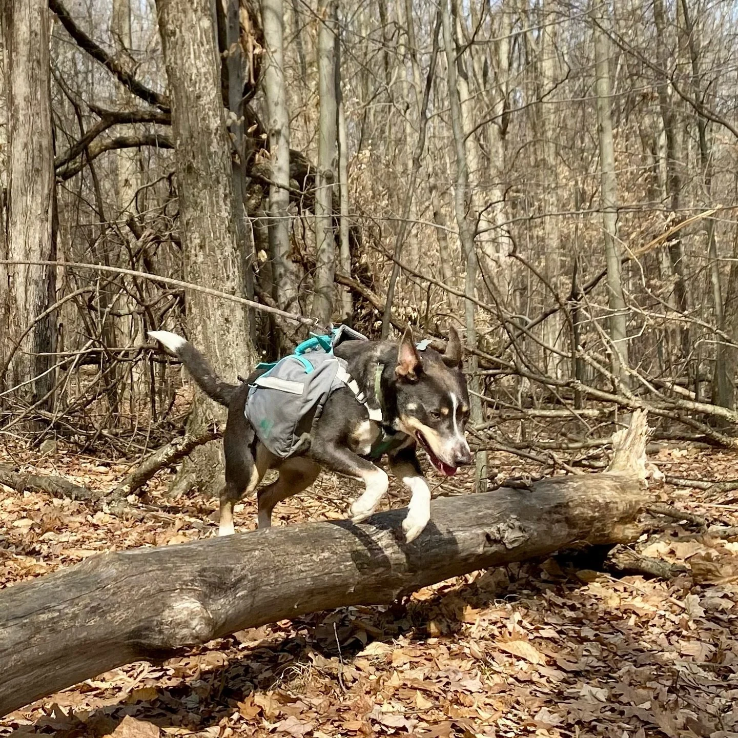 It was a gorgeous almost-spring day here so we made the most of it! 

#naturelovers #exploring #hikinglife #wildernessmakesyoubetter #backpacking #backpackinggear #hiking #camping #outside #outdoors  #getoutside #wilderness  #pnwhiking #adventurer #a