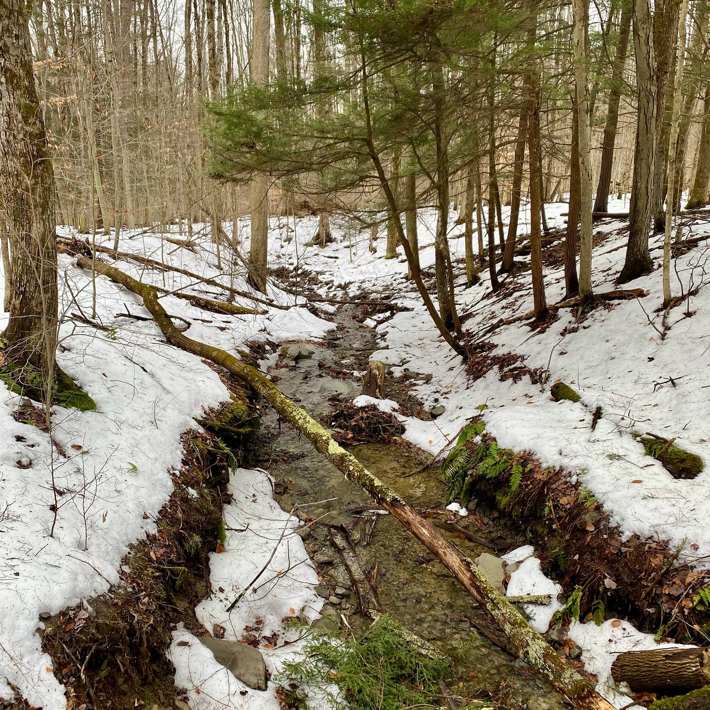 This morning we got out for a slippery lovely winter training hike/adventure. ⛄️🥾😊❄️ DJ and I have a plan to increase our trail miles this year in preparation for some big hikes in 2026 and 2027. How about you?

#winterfun❄️ 
#naturelovers #explori