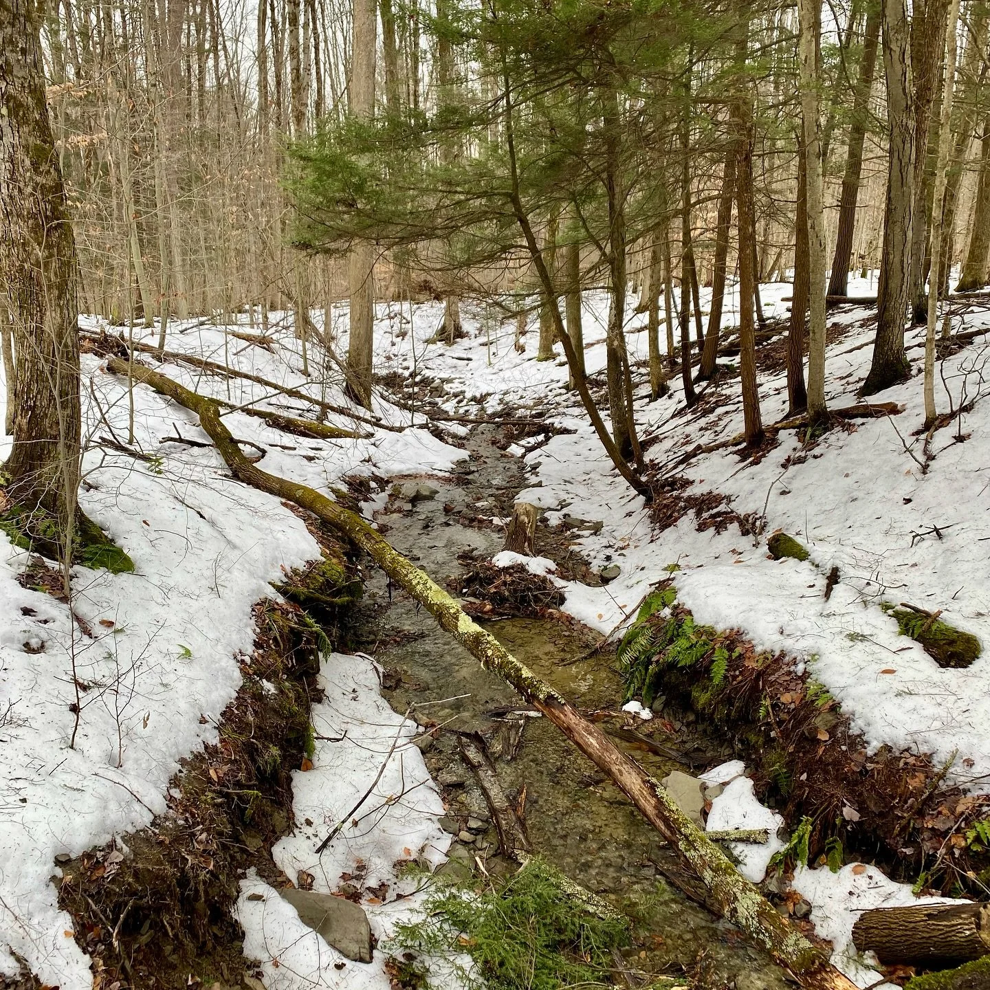 This morning we got out for a slippery lovely winter training hike/adventure. ⛄️🥾😊❄️ DJ and I have a plan to increase our trail miles this year in preparation for some big hikes in 2026 and 2027. How about you?

#winterfun❄️ 
#naturelovers #explori