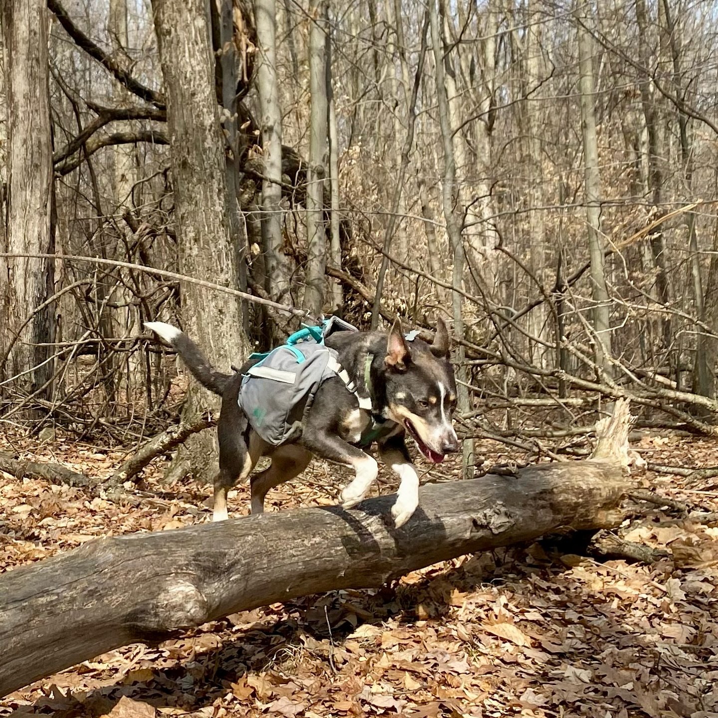 It was a gorgeous almost-spring day here so we made the most of it! 

#naturelovers #exploring #hikinglife #wildernessmakesyoubetter #backpacking #backpackinggear #hiking #camping #outside #outdoors  #getoutside #wilderness  #pnwhiking #adventurer #a