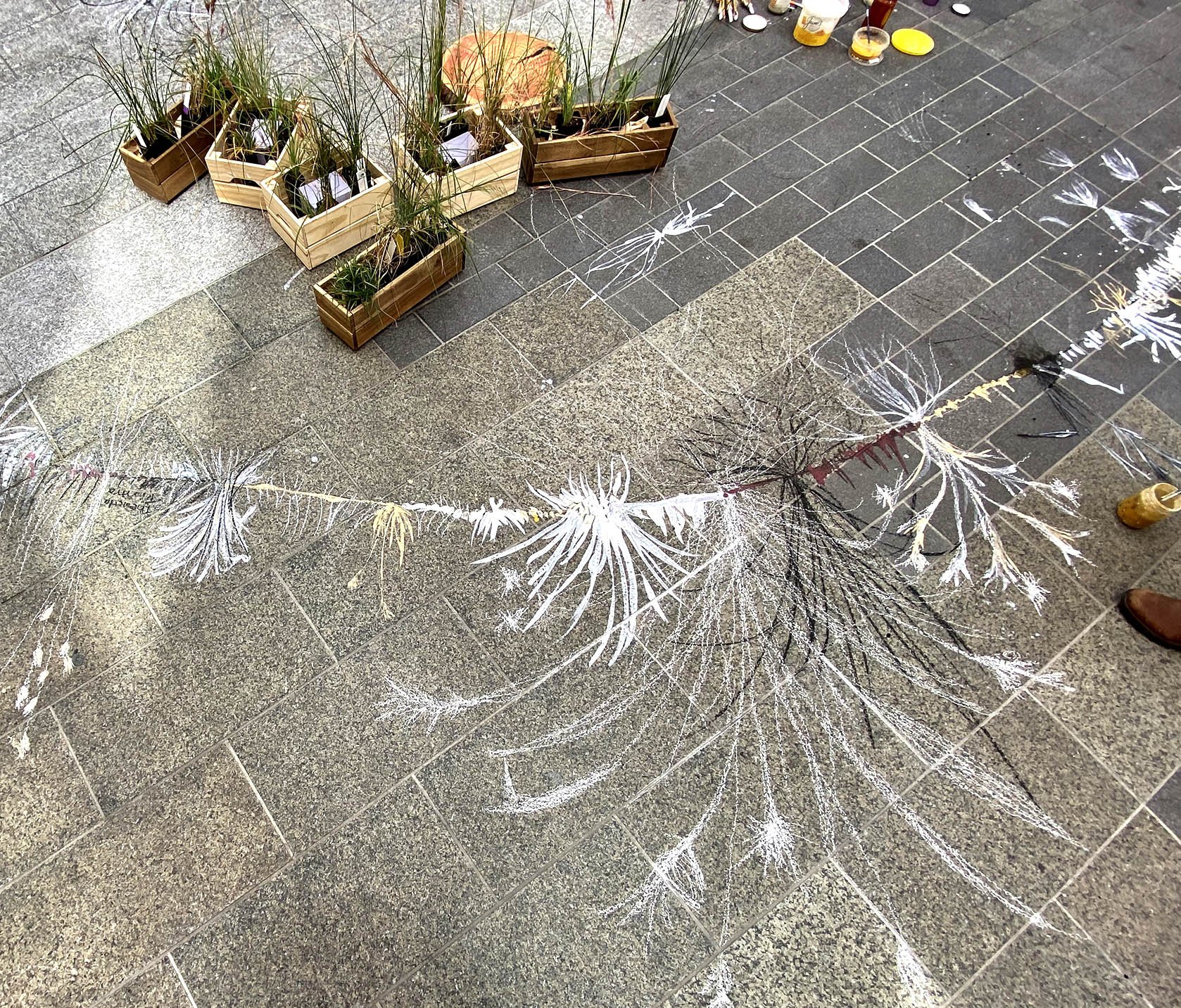 Grassy Shadows - Gawler Place, Rundle Mall