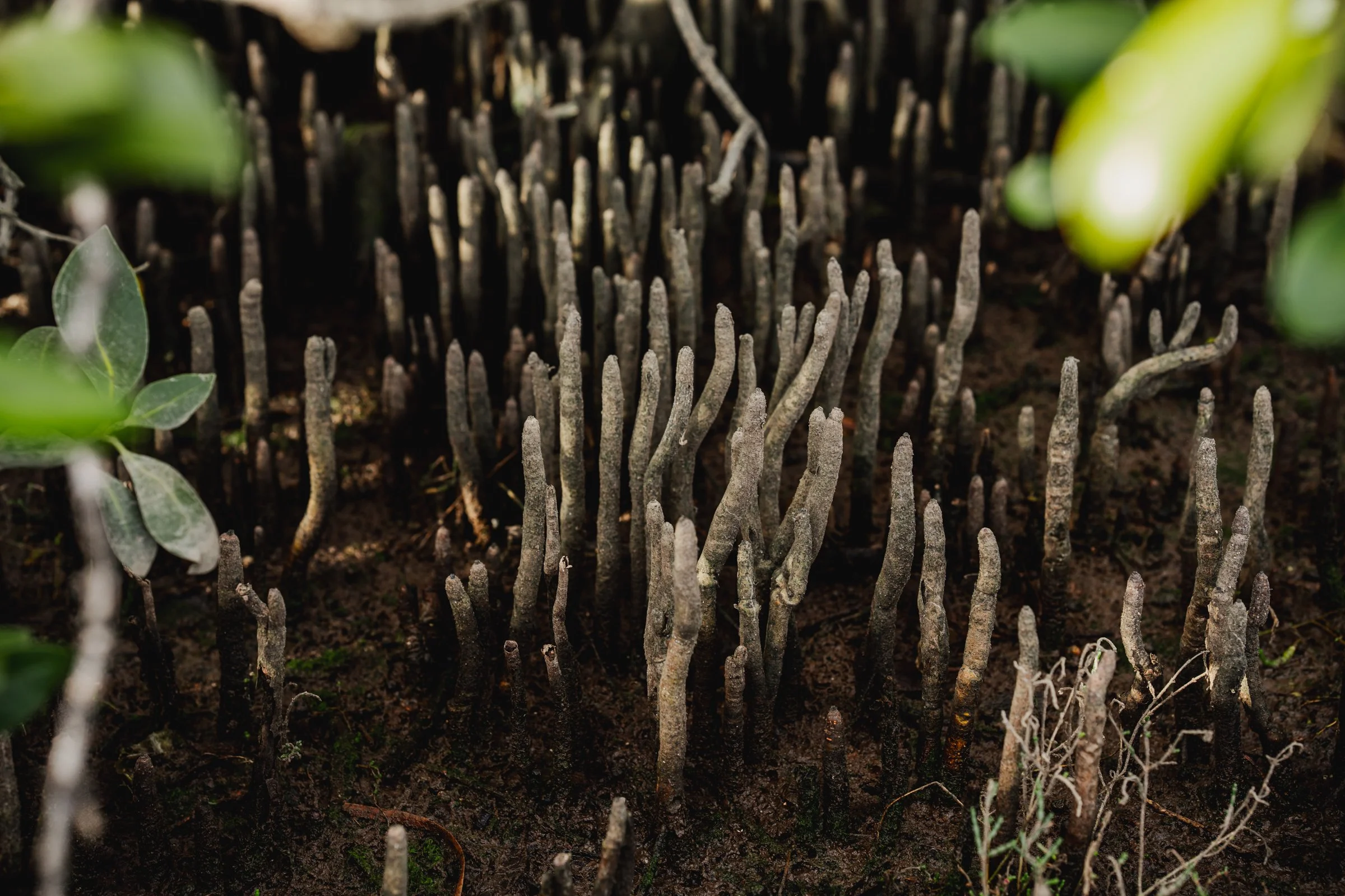 Adelaide Uni-Saltmarsh_saigeprime-292.jpg