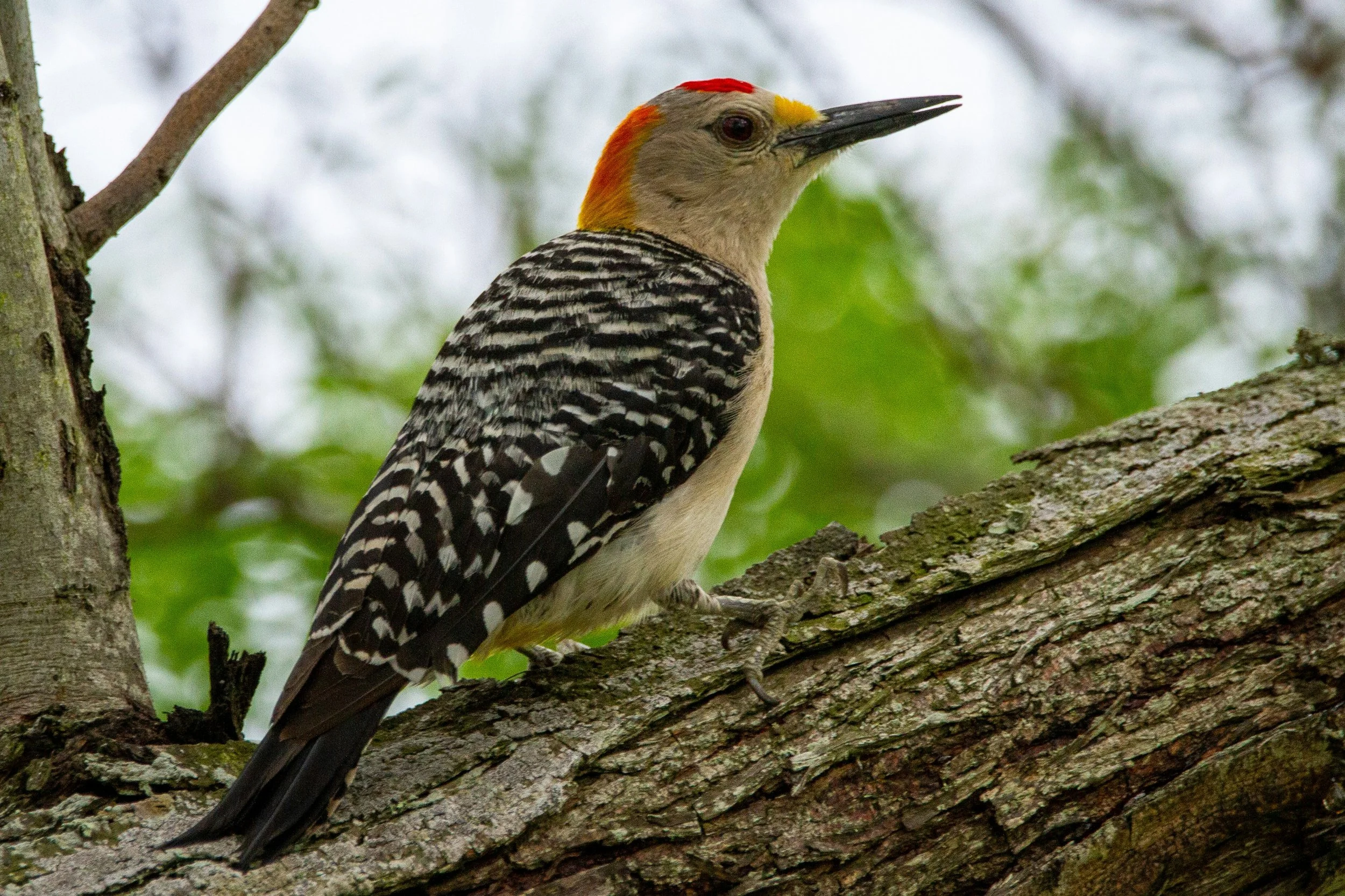 Houston, TX - September A