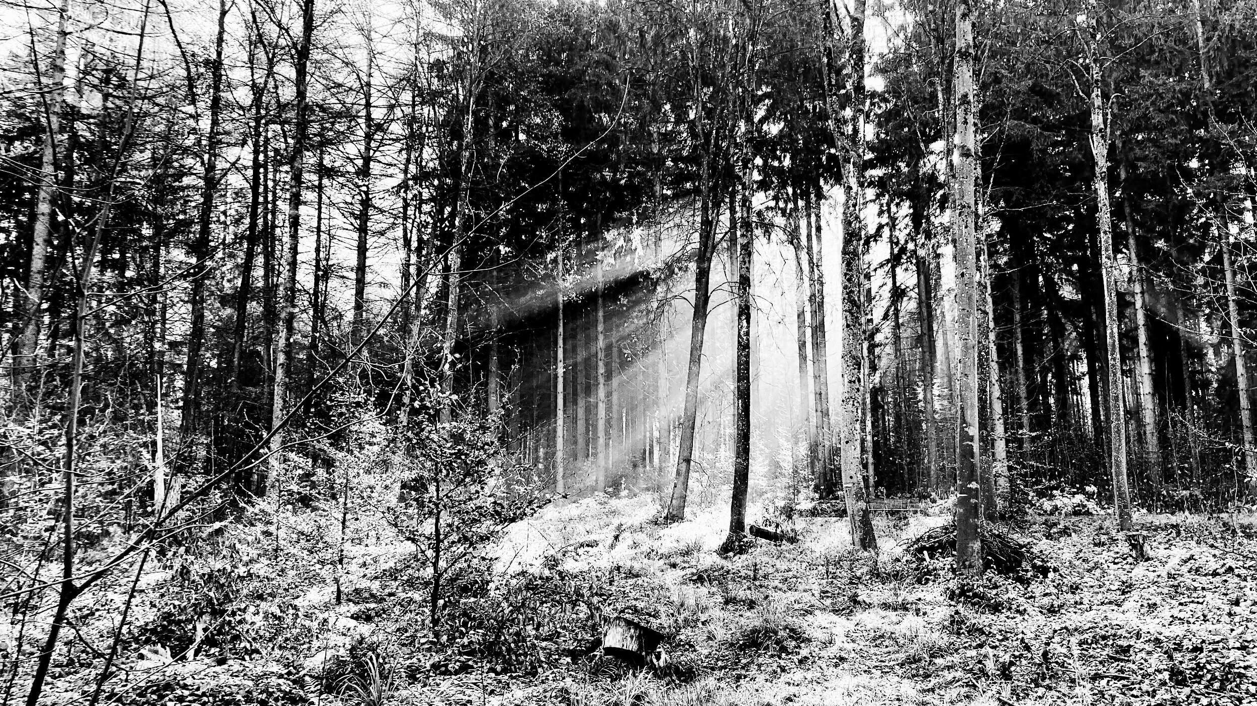 luhmendarc-forest.jpg