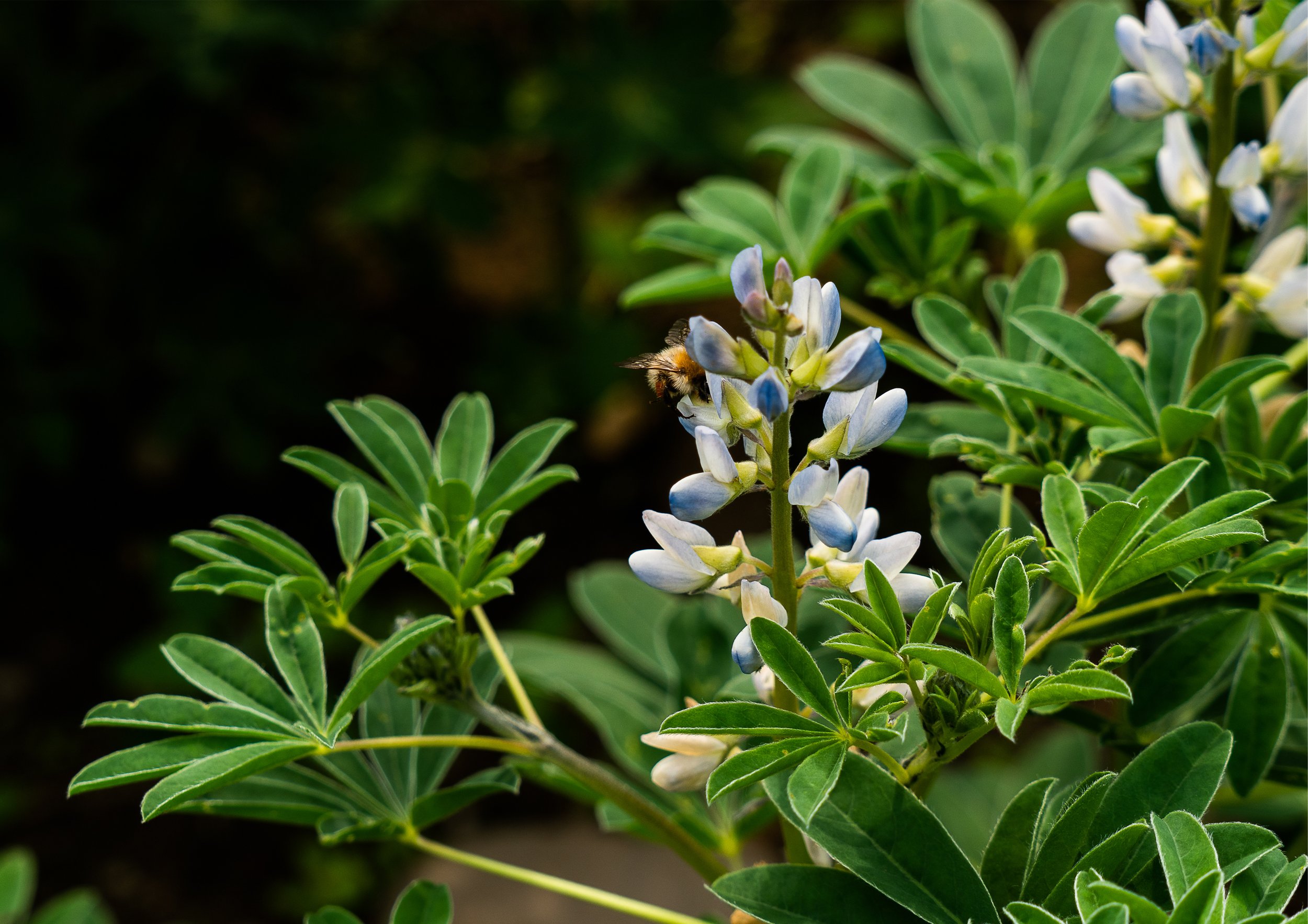 hommel in lupinebloem - lupinus albus - witte lupine - LekkerLupine foto Annemarie Kleve.jpg