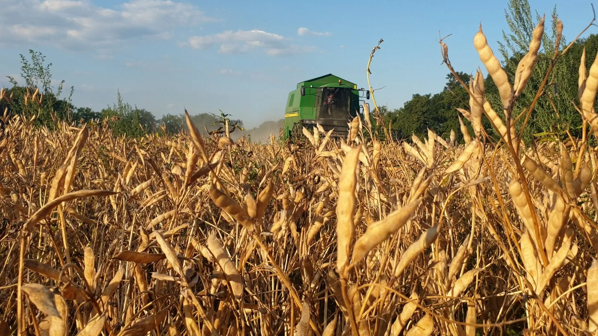 Lekker Lupine combine in lupineveld bij oogst.jpg