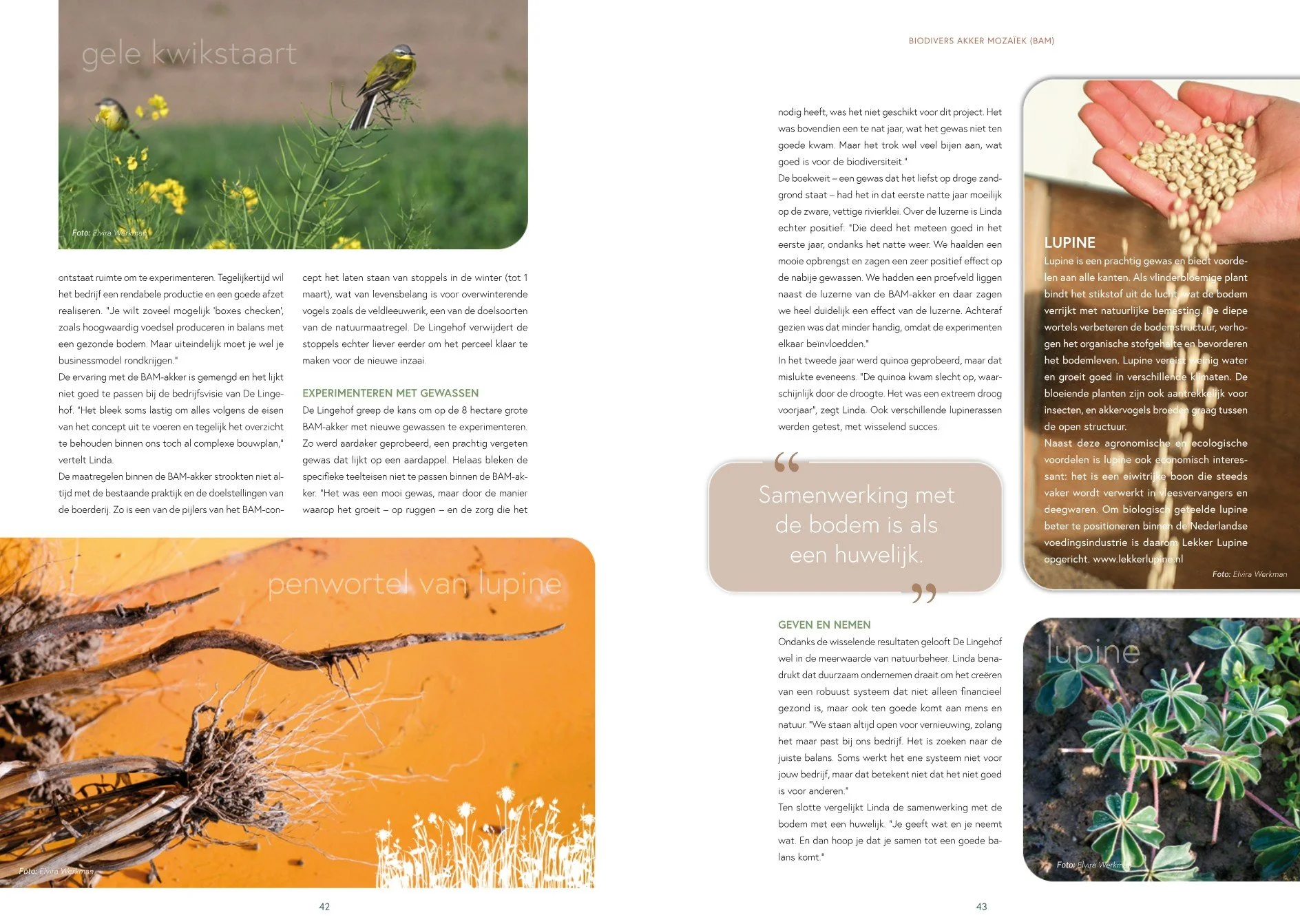 BAM akker magazine lupine.jpg