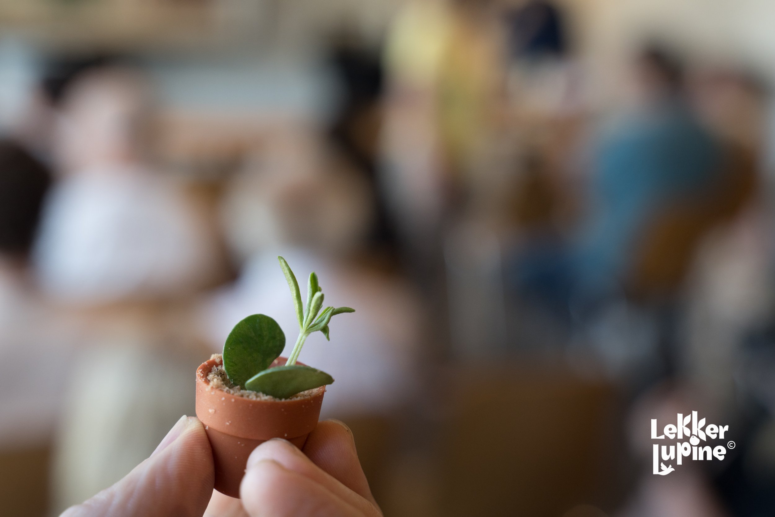 Terugblik: 6e Lekker Lupine B2B Community dag