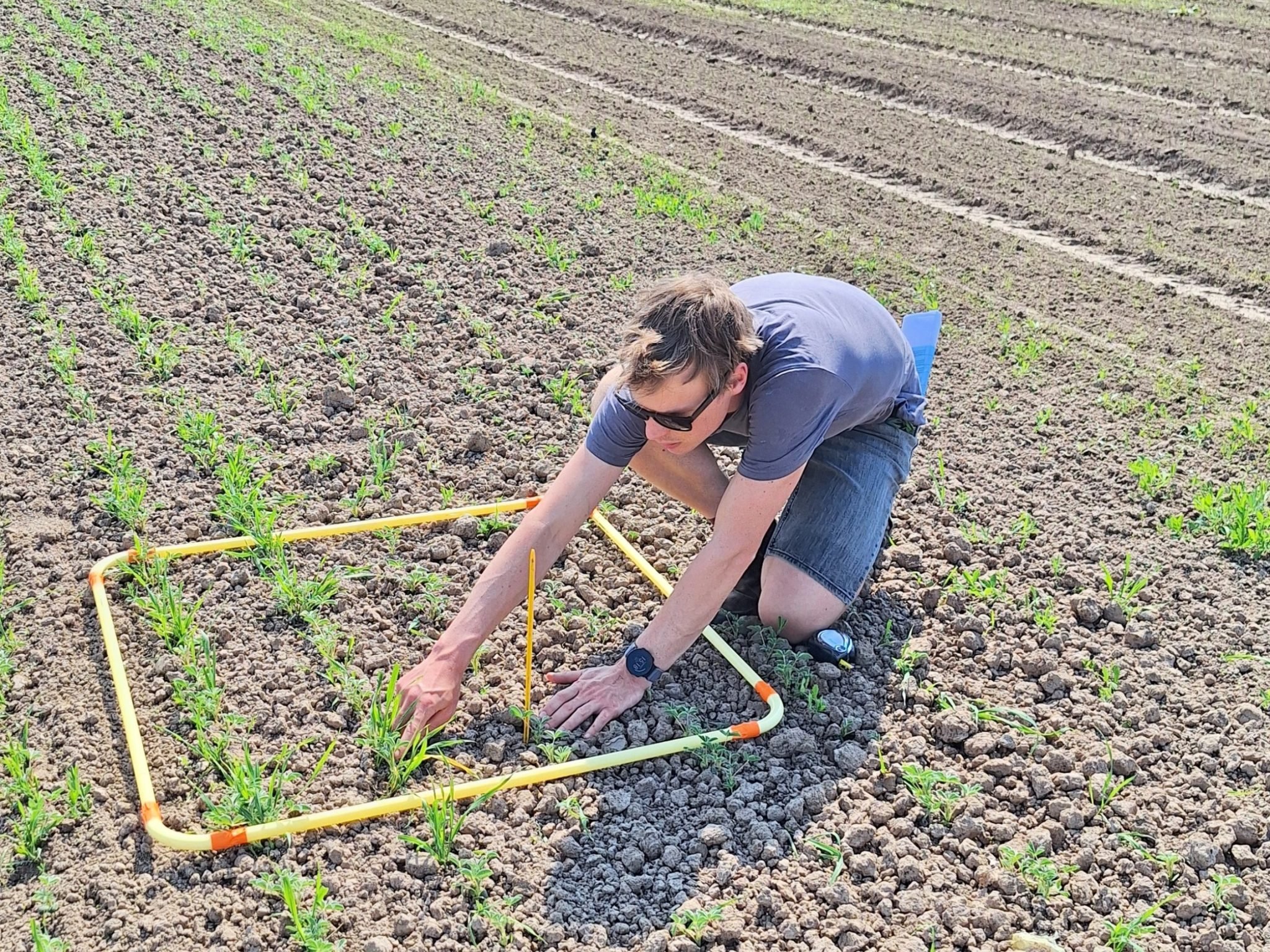VALERECO: Van (Lekker) Lupine op de akker naar waarde in de praktijk