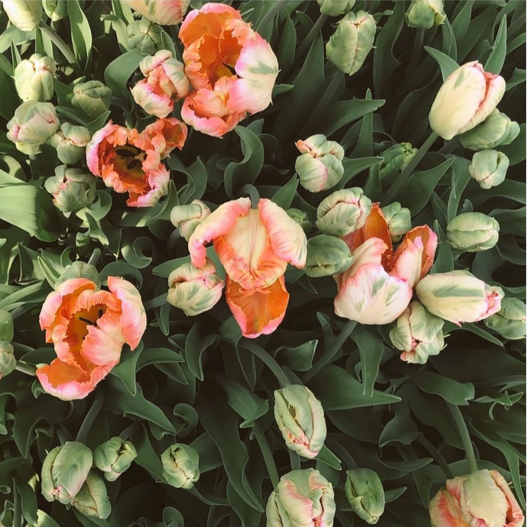 Jusqu'à 60% 15 ou 30 bulbes de tulipes