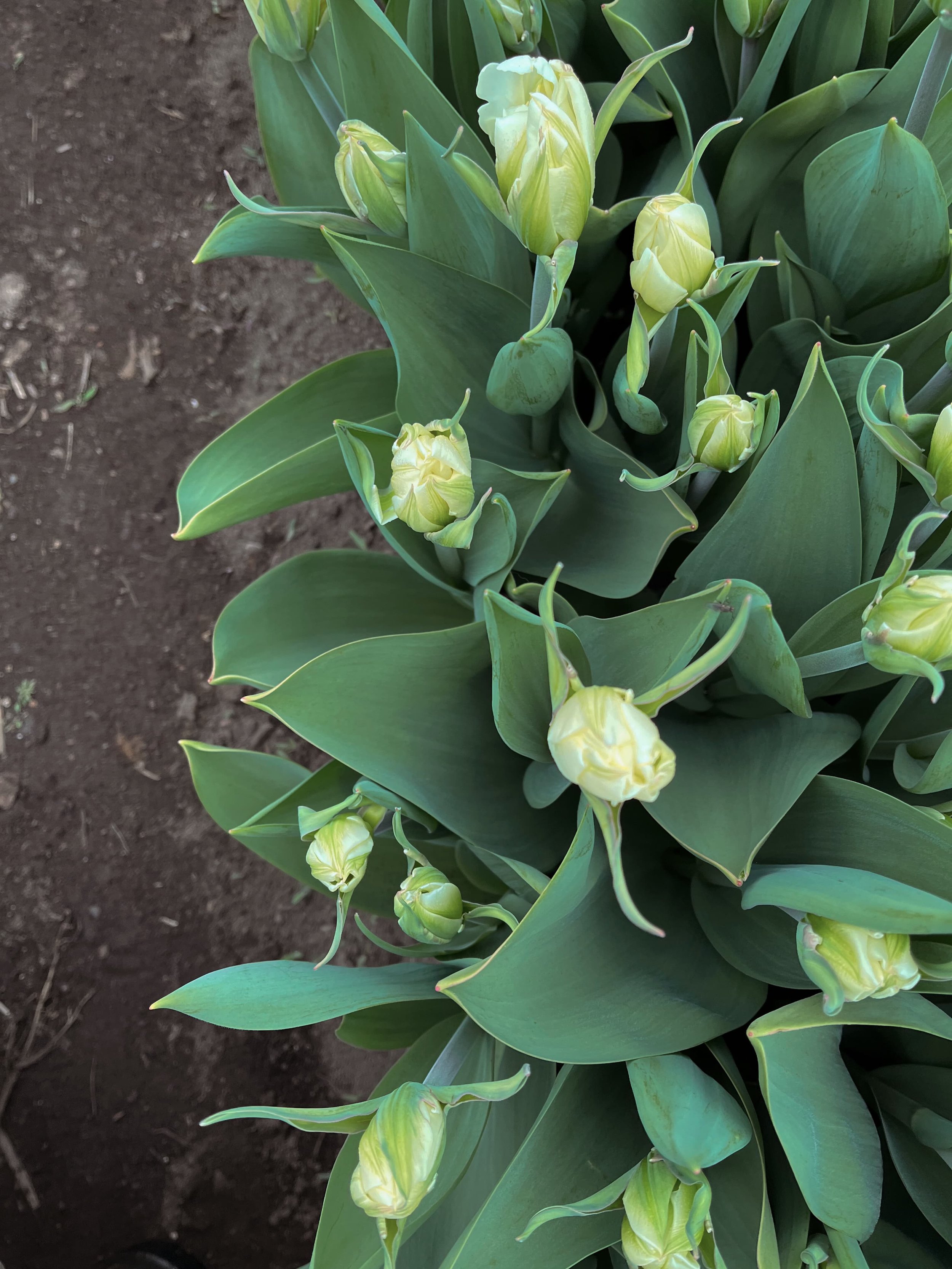 Tulipe_2023_3 avril-.jpg