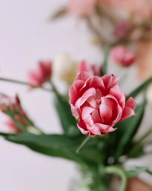 2024 tulipe close up-.jpg