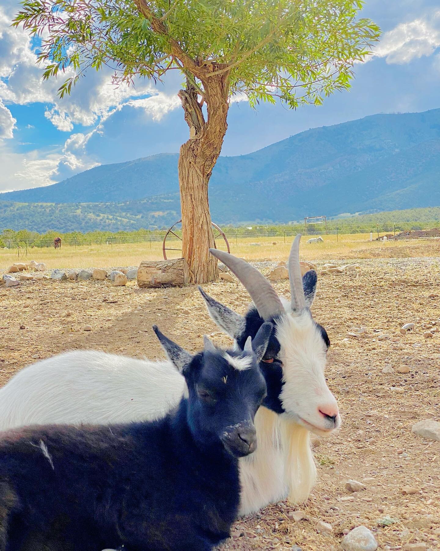 Momma Moon and her baby Thunder Pants would like to wish you a Happy 4th of July weekend.

My parents are in town visiting and are helping me with a BIG project that I&rsquo;ve wanted to do ever since we moved in. It&rsquo;s turning out to be a much 