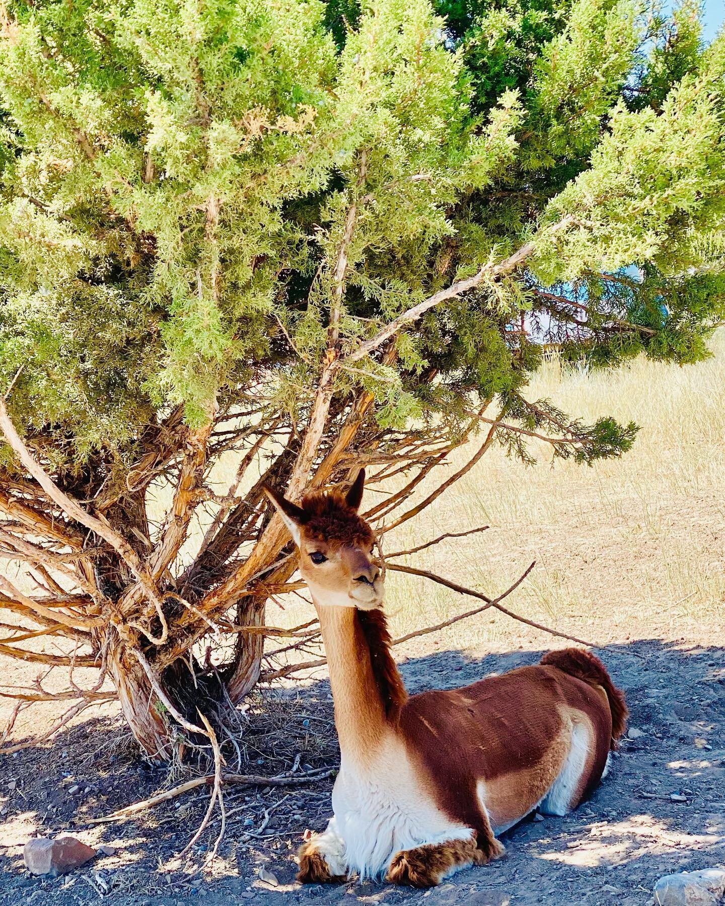 &ldquo;It&rsquo;s summer- you can find me chillin under the shade tree&rdquo;
-Isaac 

#vicu&ntilde;a