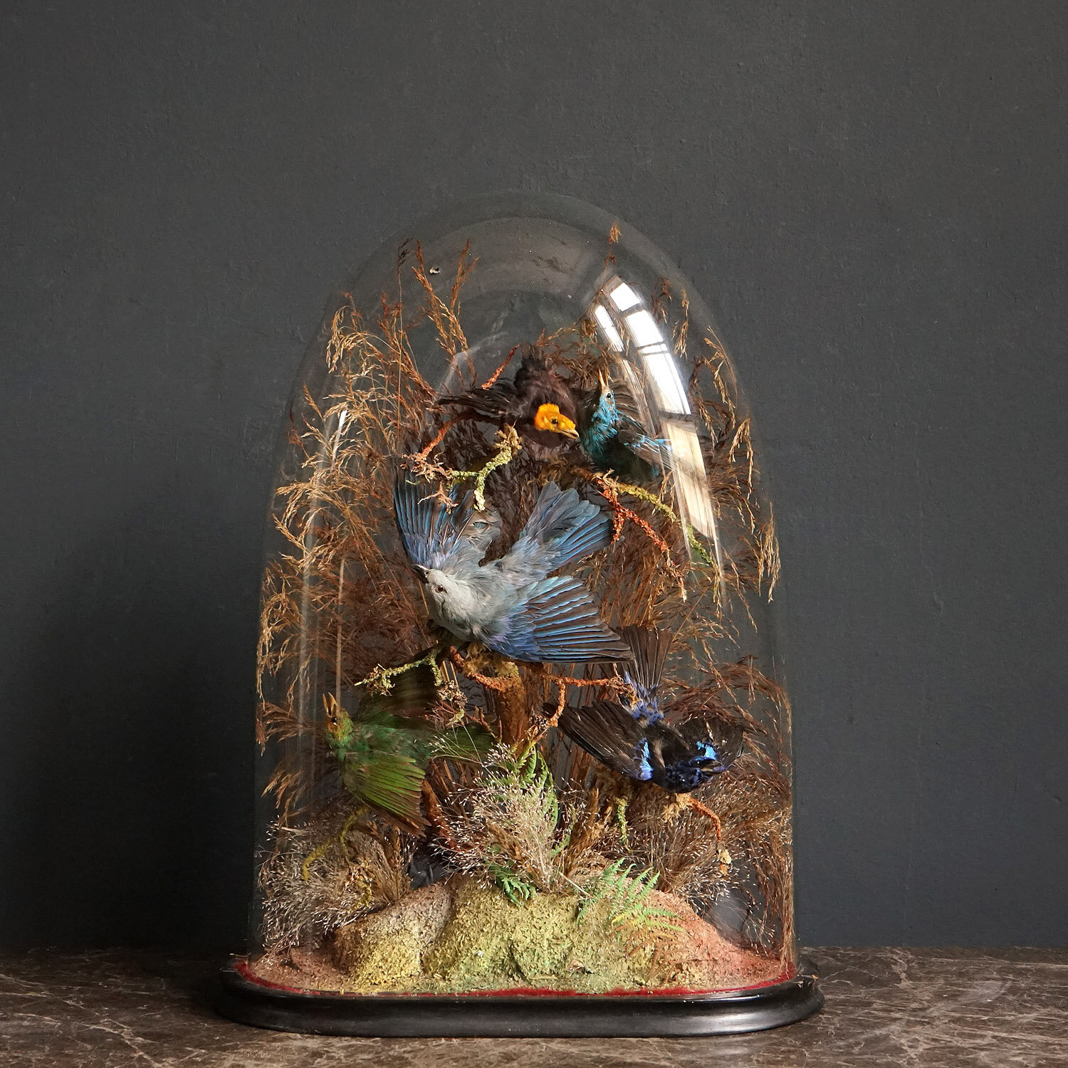 Victorian Taxidermy Tropical Birds Under Original Glass Dome