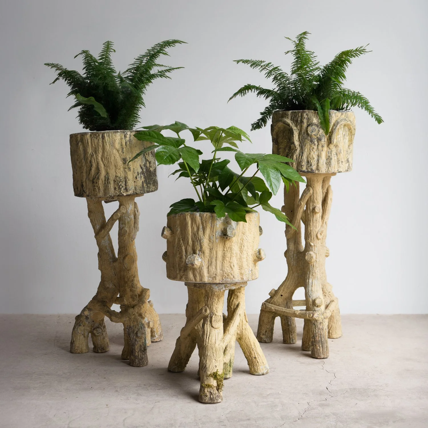 J DSC09326-Fern.jpg