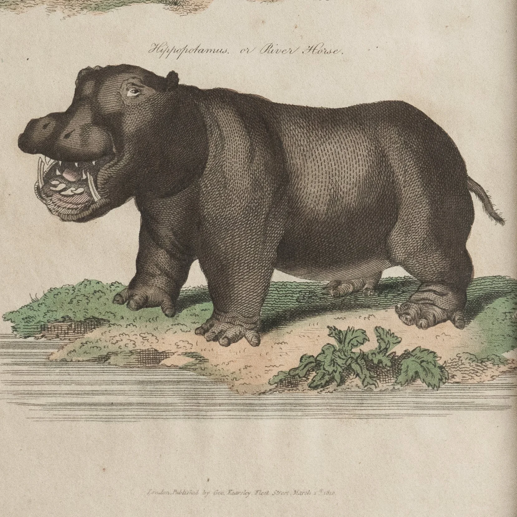 DSC09783-crop.jpg (Copy)