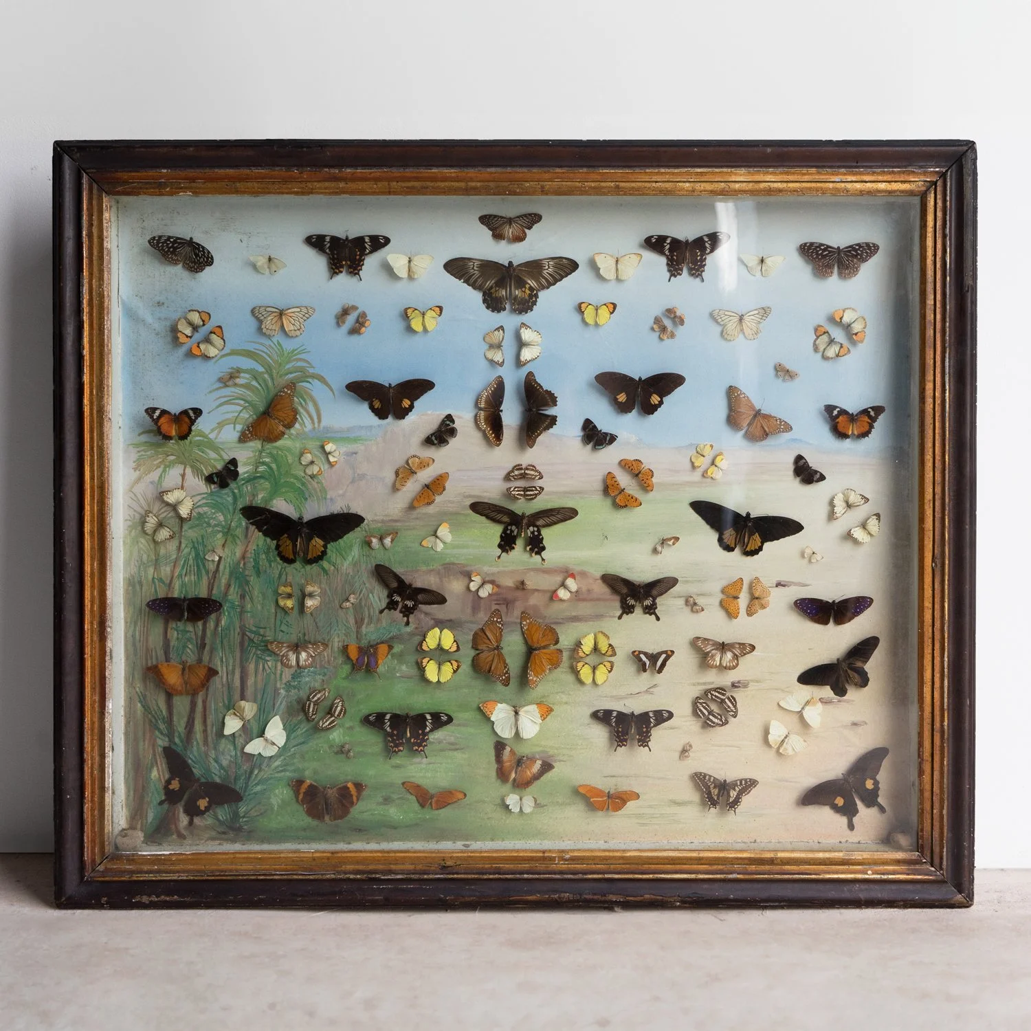 Large Antique Victorian Butterfly Case With Painted Backdrop, 19th Century Lepidoptery