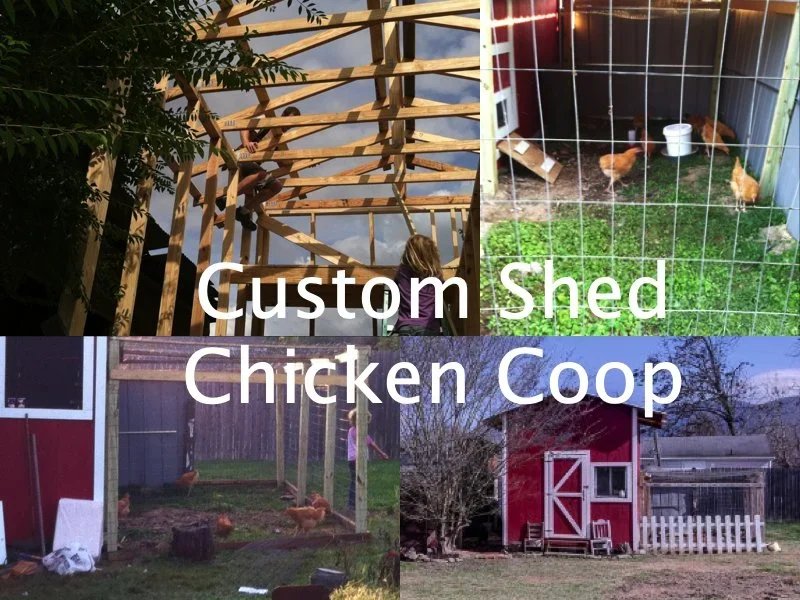 Custom+shed-coop.jpg.webp