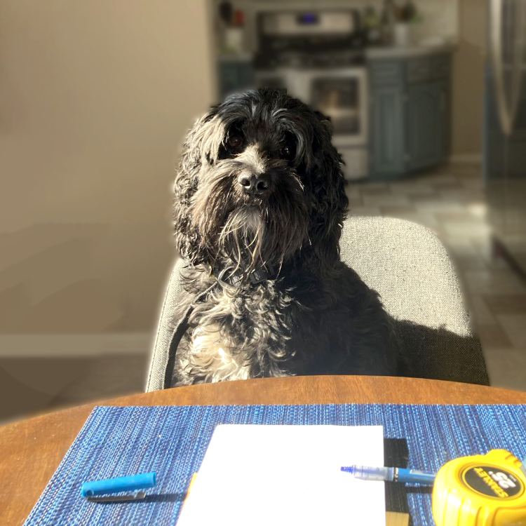 A black and white curly-haired dog sitting at a table in a kitchen, with a notepad, a pen, and a measuring tape on the table.