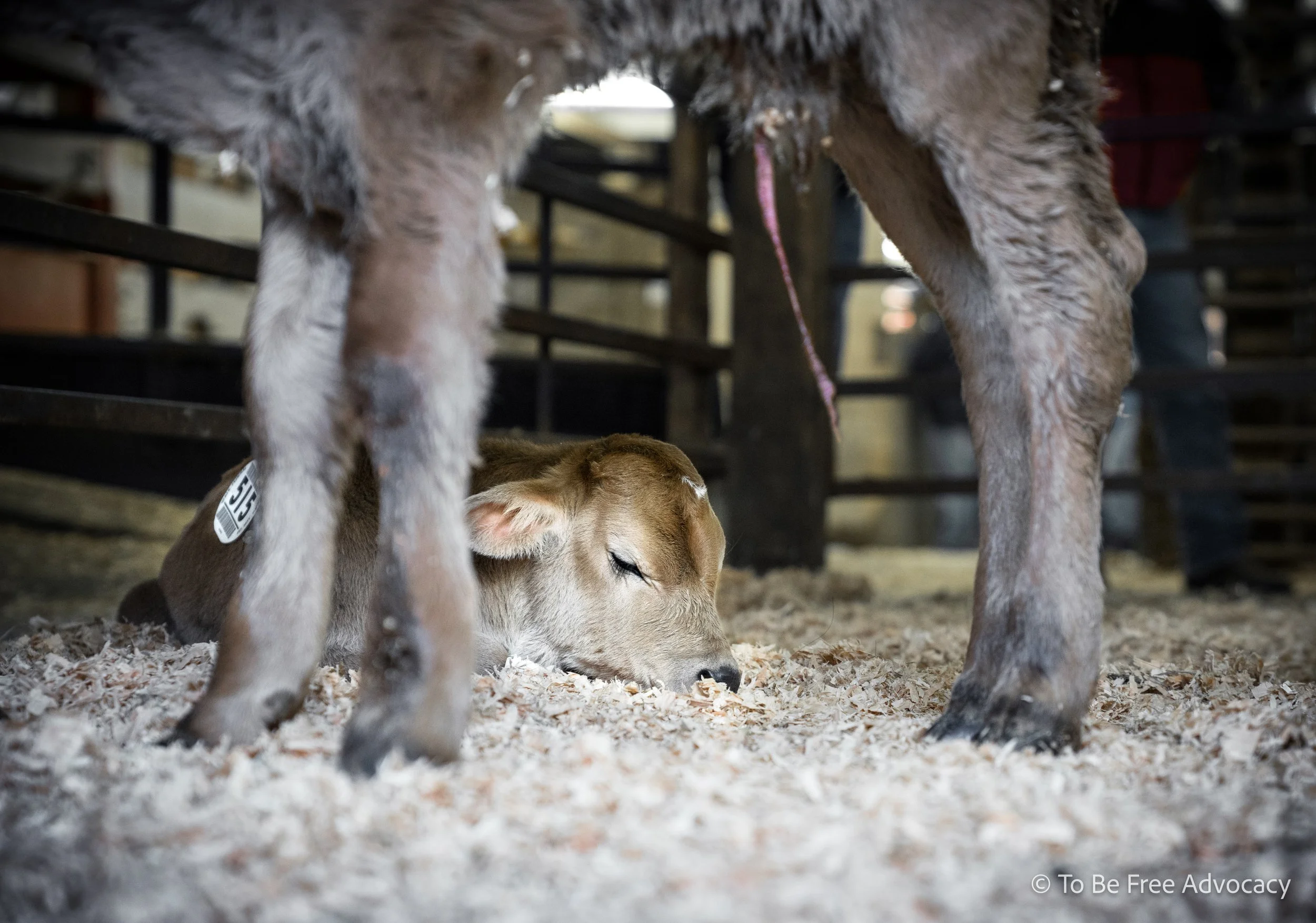 Deemed useless by the dairy industry, newborn male calves are ripped from their mothers shortly after birth. They are often sold at auction and/or sent to slaughter with their umbilical cord still attached, as seen here. 