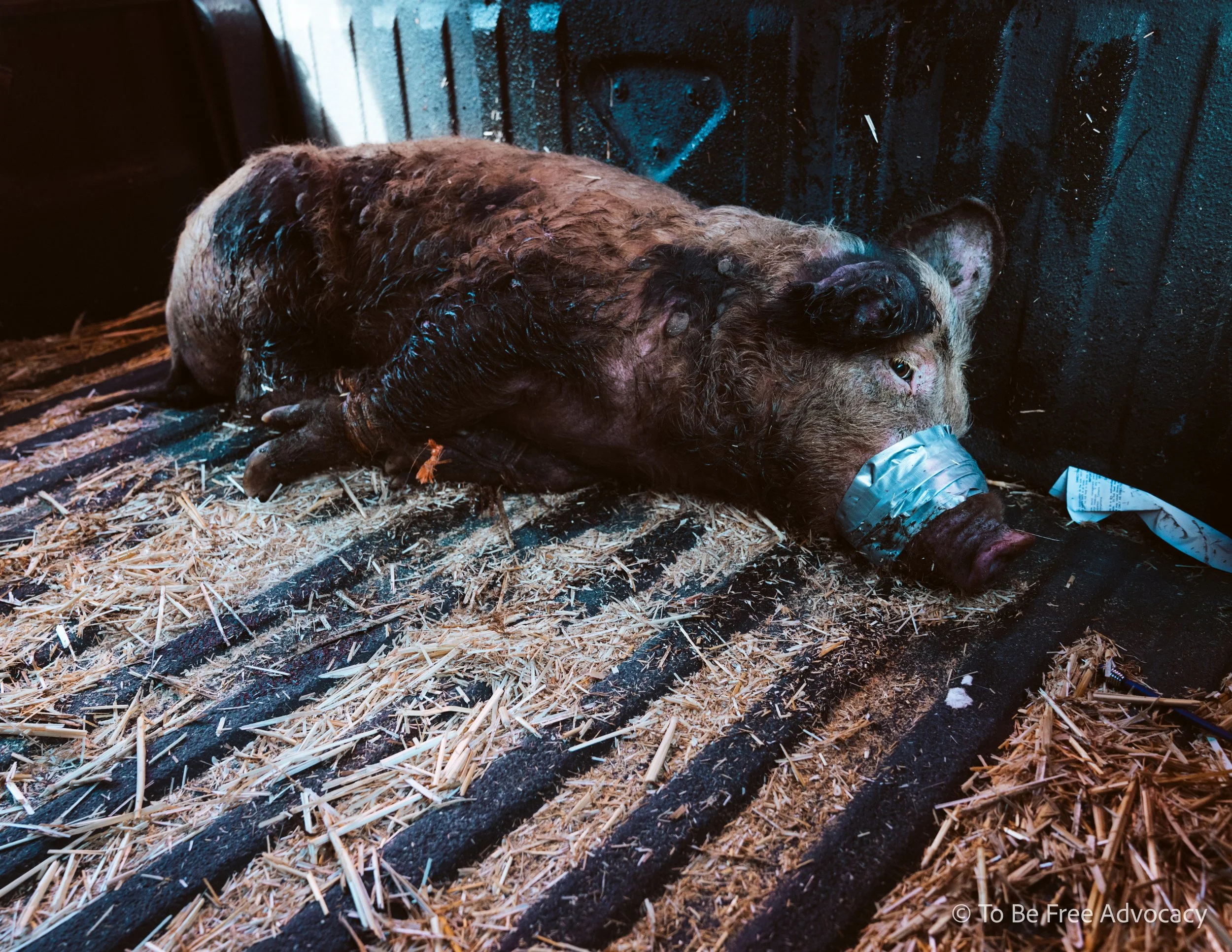 I can't even adequately describe how intensely this young, small pig was shaking out of fear as they lay here in the back of the truck of the people who purchased them for their flesh. Mouth taped tightly shut with several layers of duct tape. Legs t