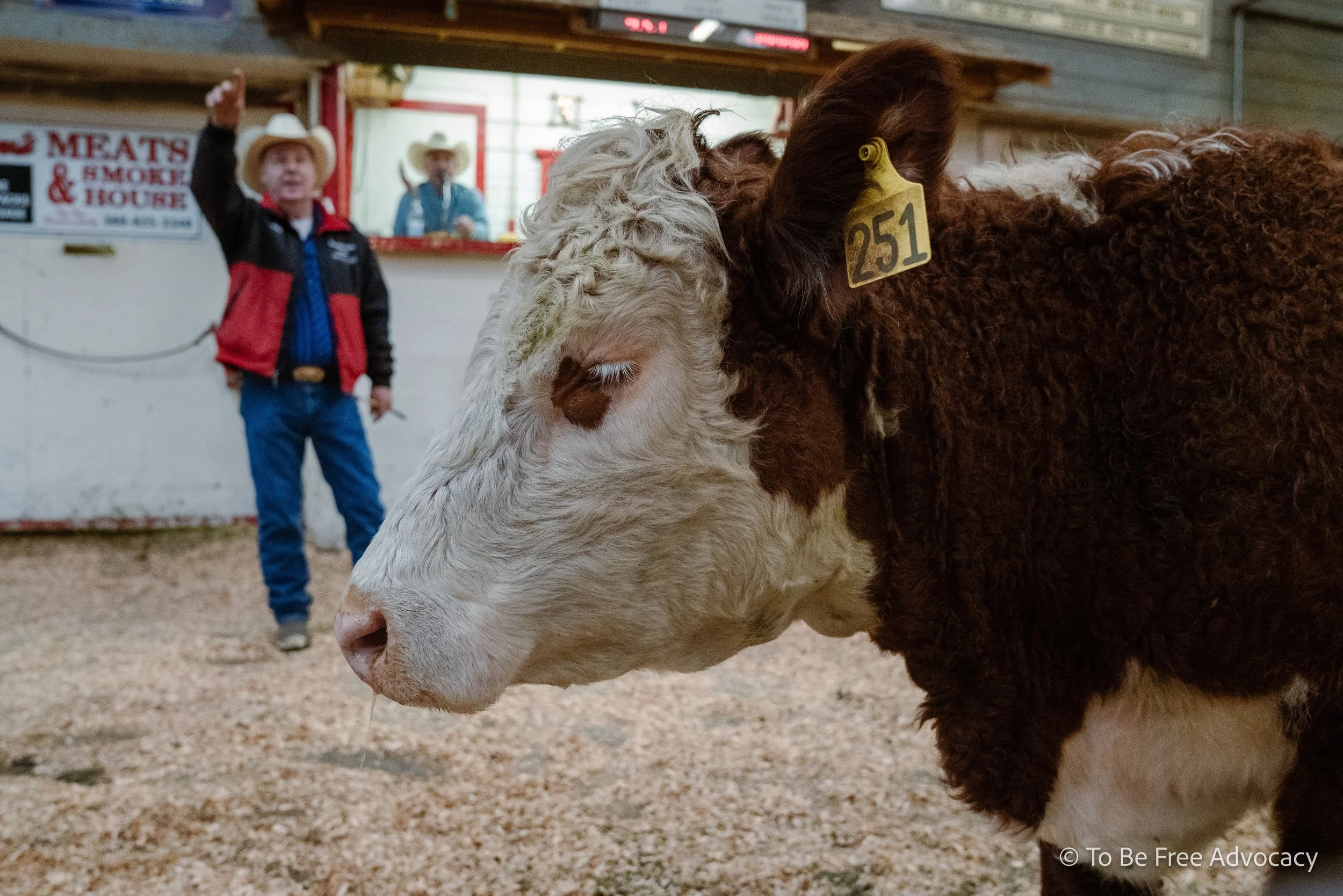 A young bull stands in the auction ring as humans bid on his body. 