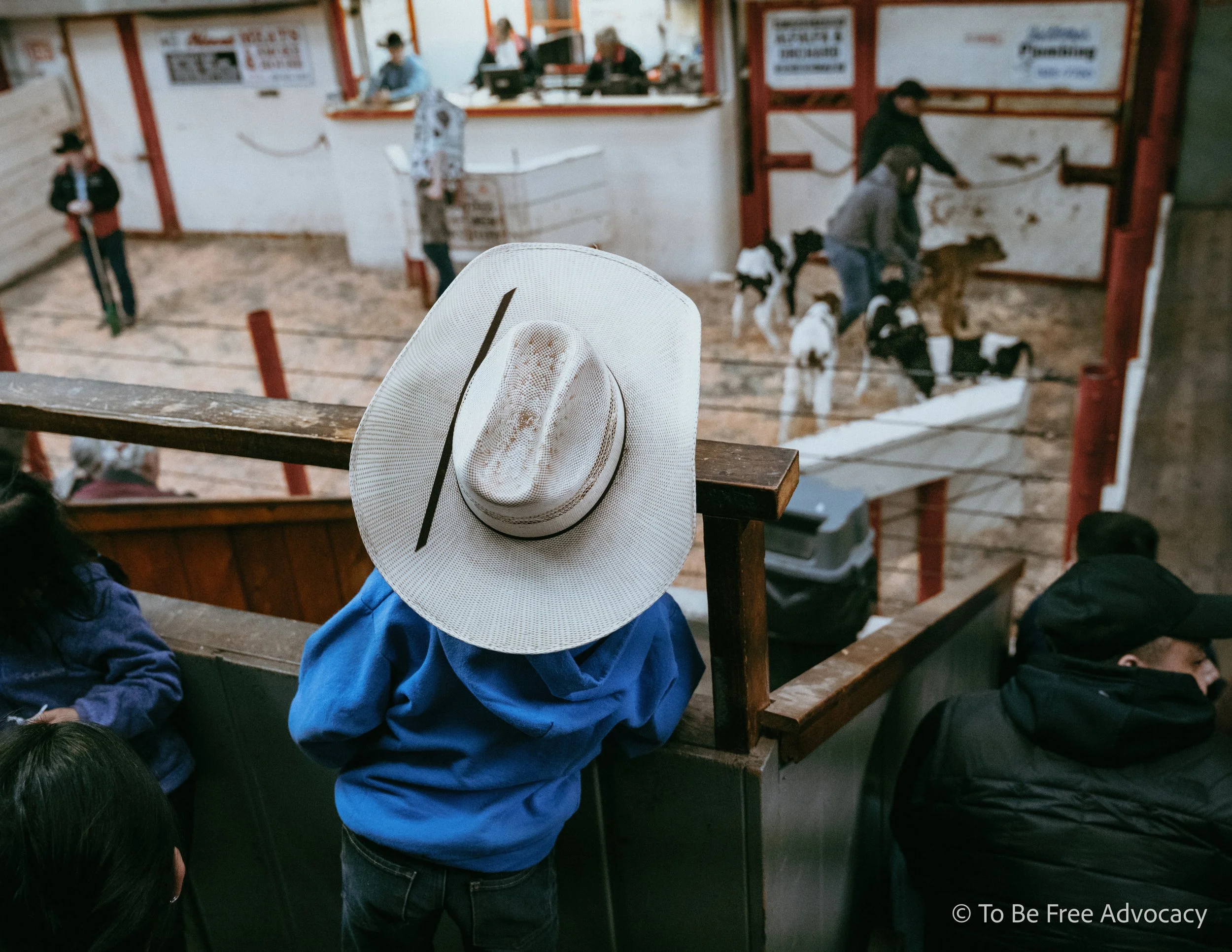 Speciesist indoctrination starts young. Here, a child watches newborn male calves from local dairy farms being auctioned off for their flesh. 