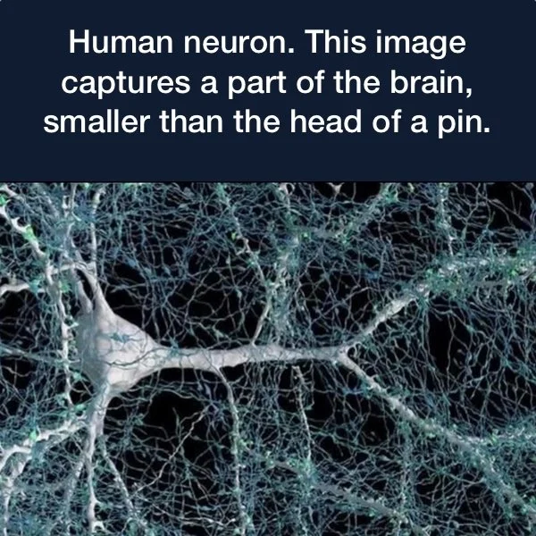 human neuron