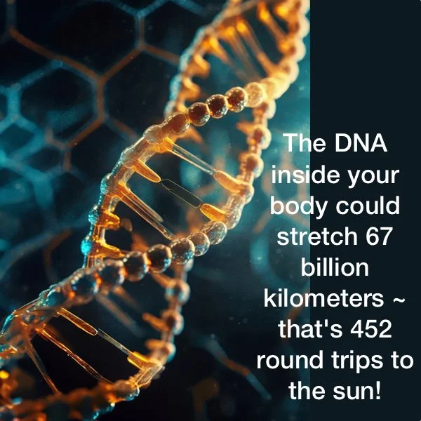 DNA stretches 67 billion kilometers
