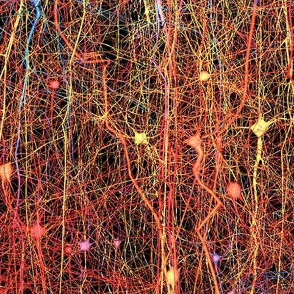 blue brain project multidimensional brain wiring
