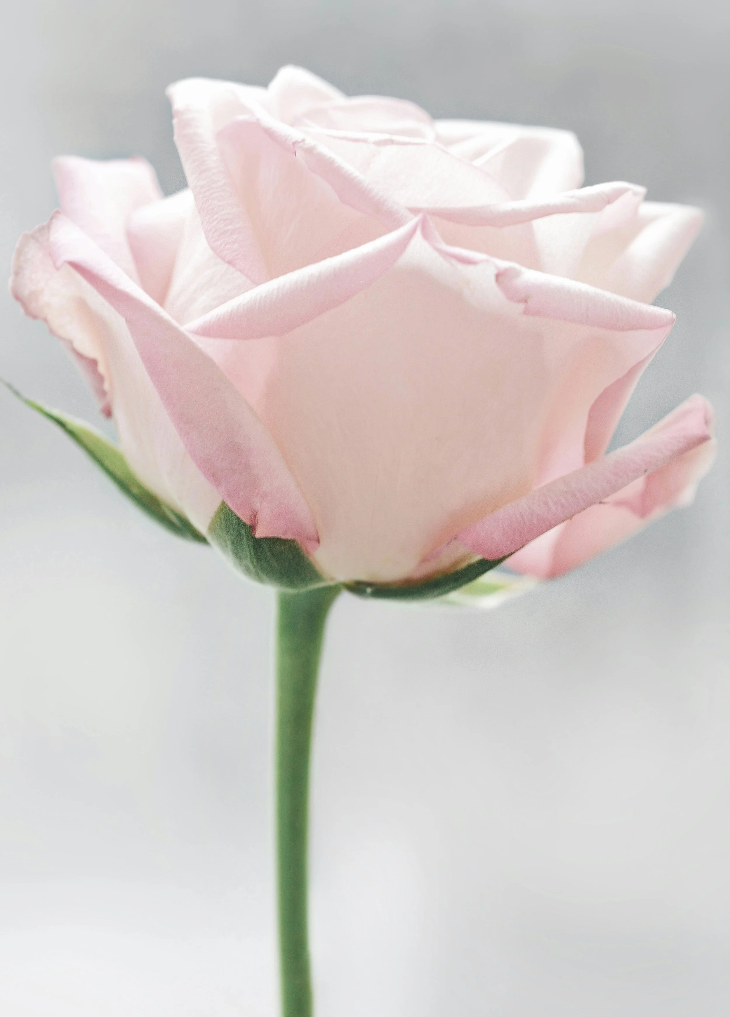 A close-up of a light pink rose flower with soft petals and a green stem against a blurred background.
