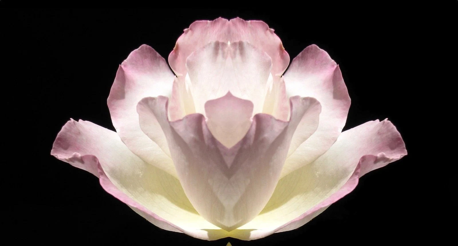 pink white rose.jpeg