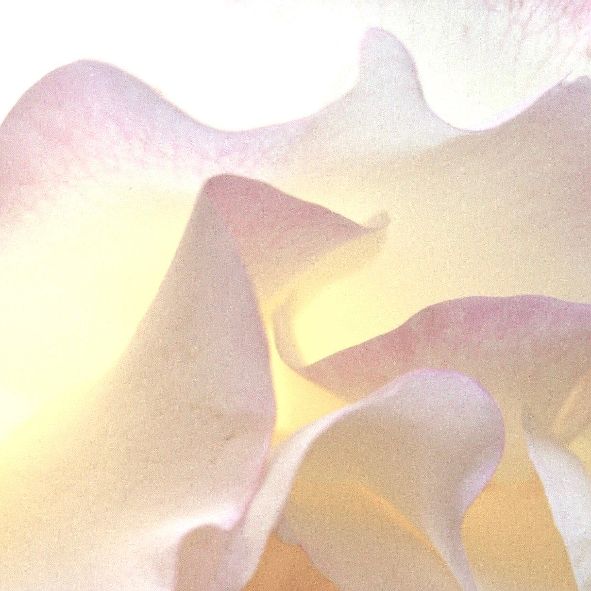 Close-up of a flower with soft pastel-colored petals in shades of white, pink, and purple.
