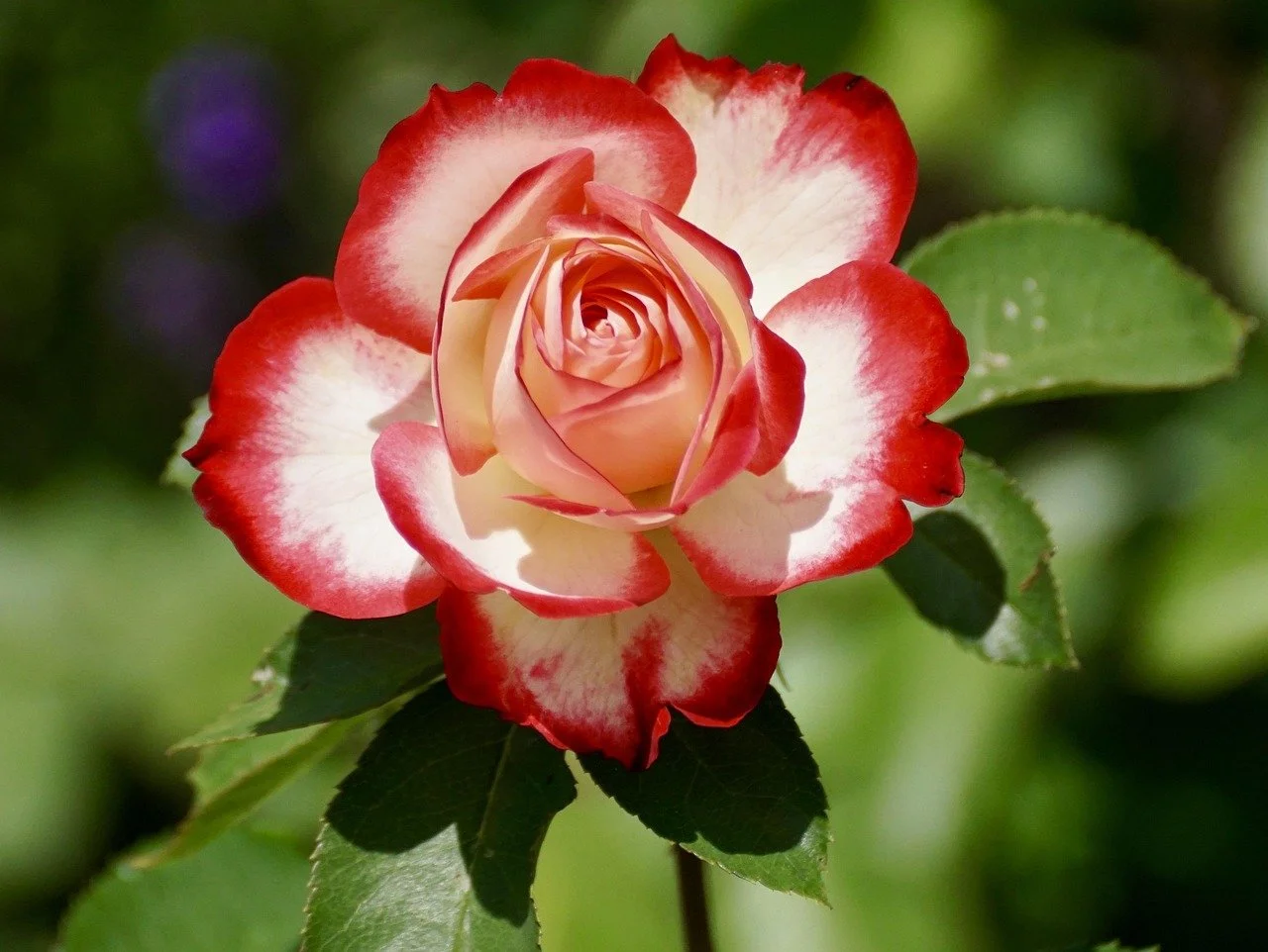 A close-up of a blooming rose with white and red petals, green leaves, and a bokeh green background.