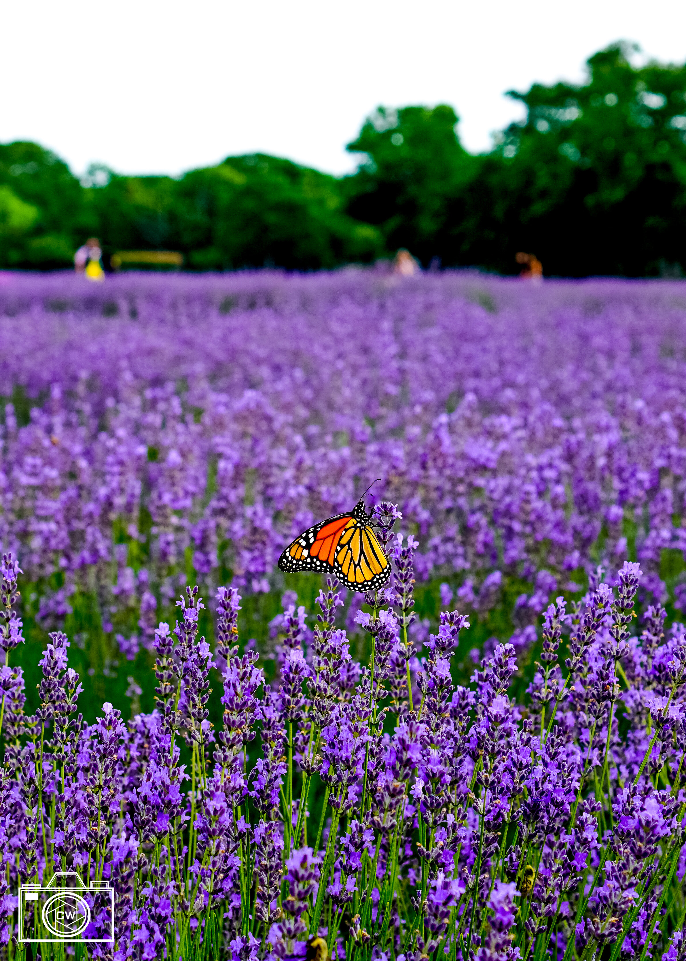 Lavander Fields.jpg