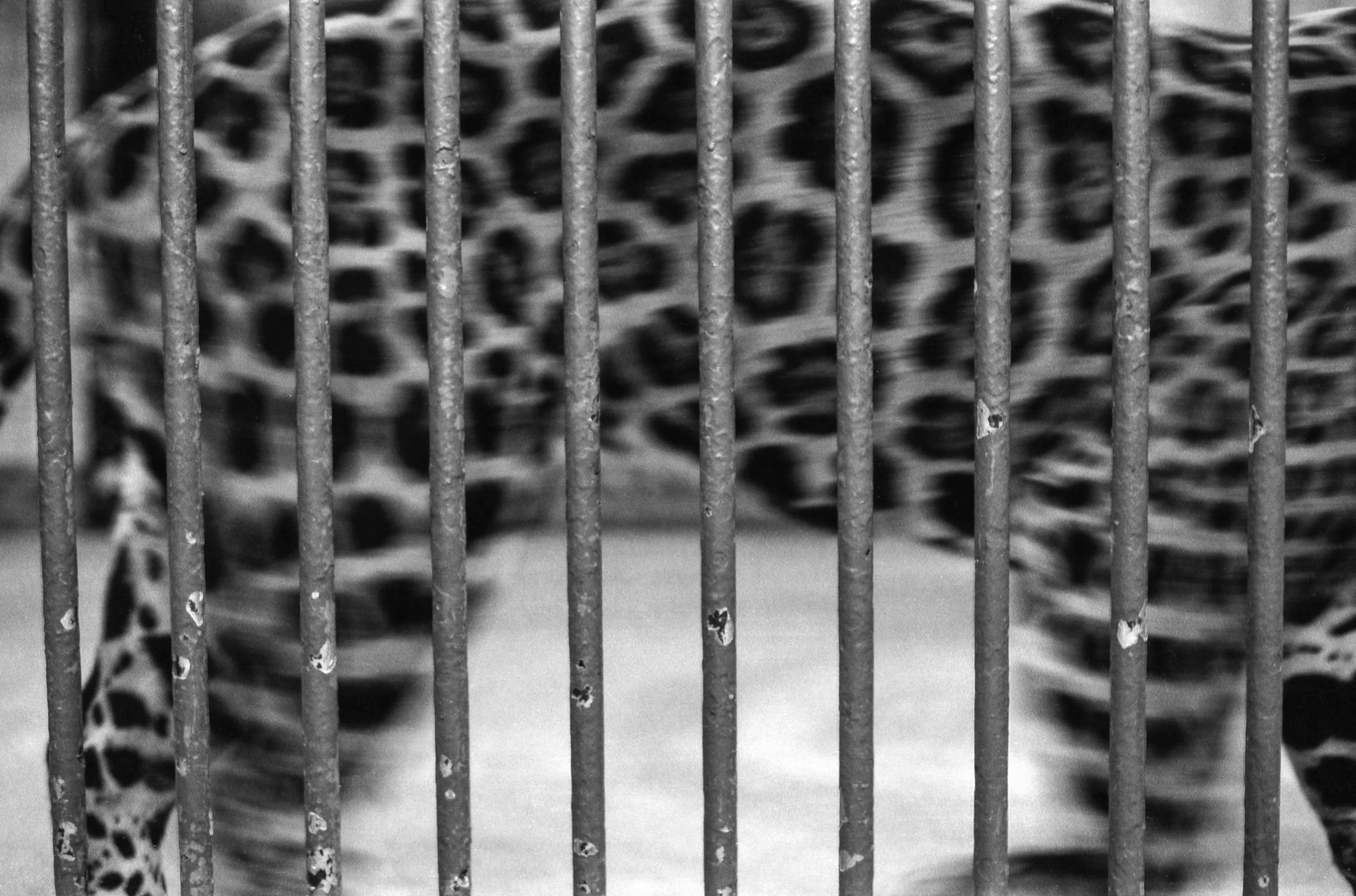 caged jaguar, old Central Park Zoo, 1982