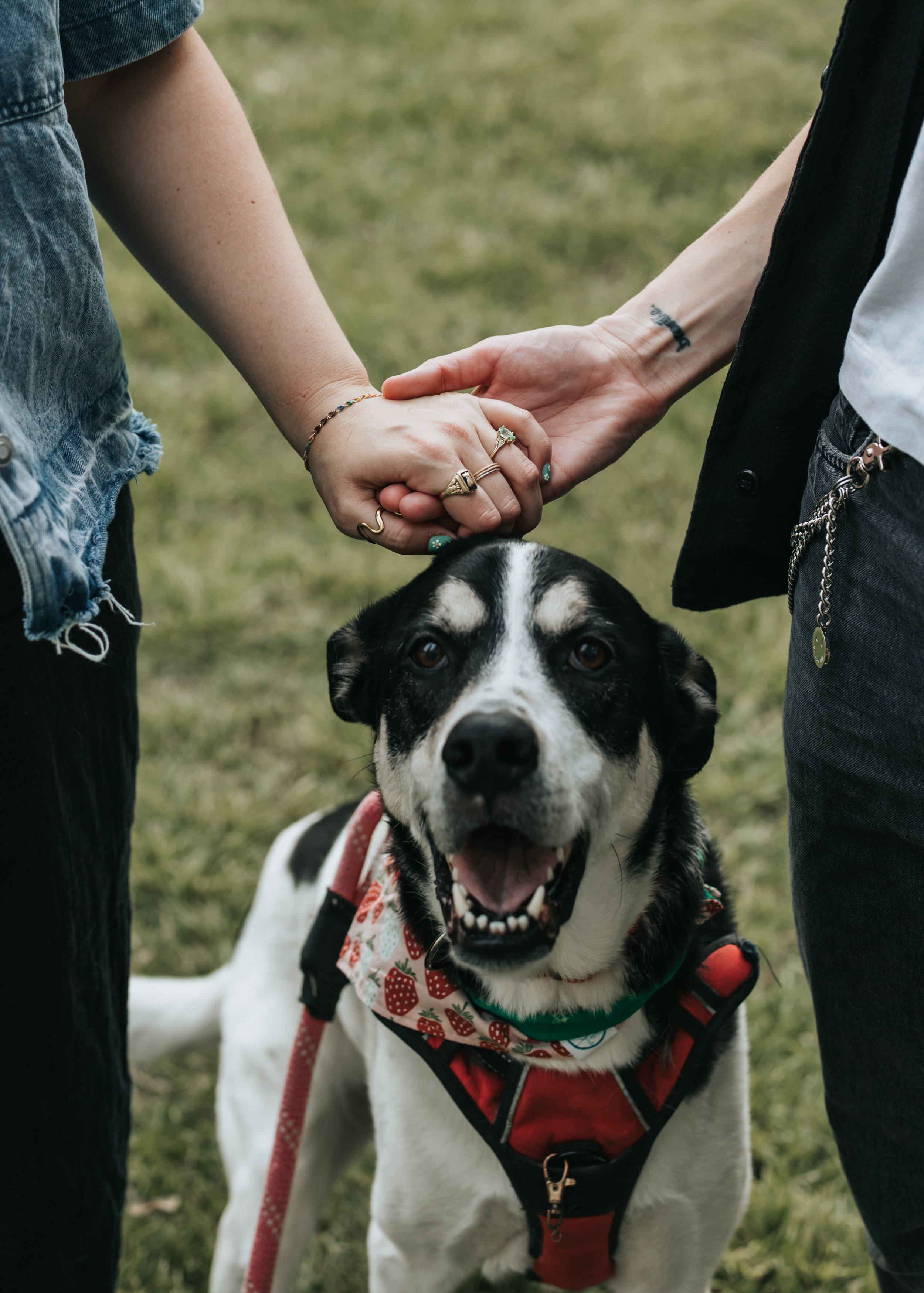 Maddie and Sarah's dog Bear smiling while they hold hands above his head.