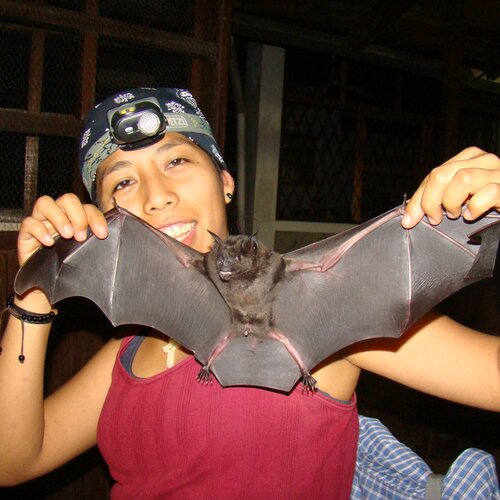 Holy biodiversity! Bat biologist Kathrin Barboza discusses protecting Bolivia's nocturnal flyers