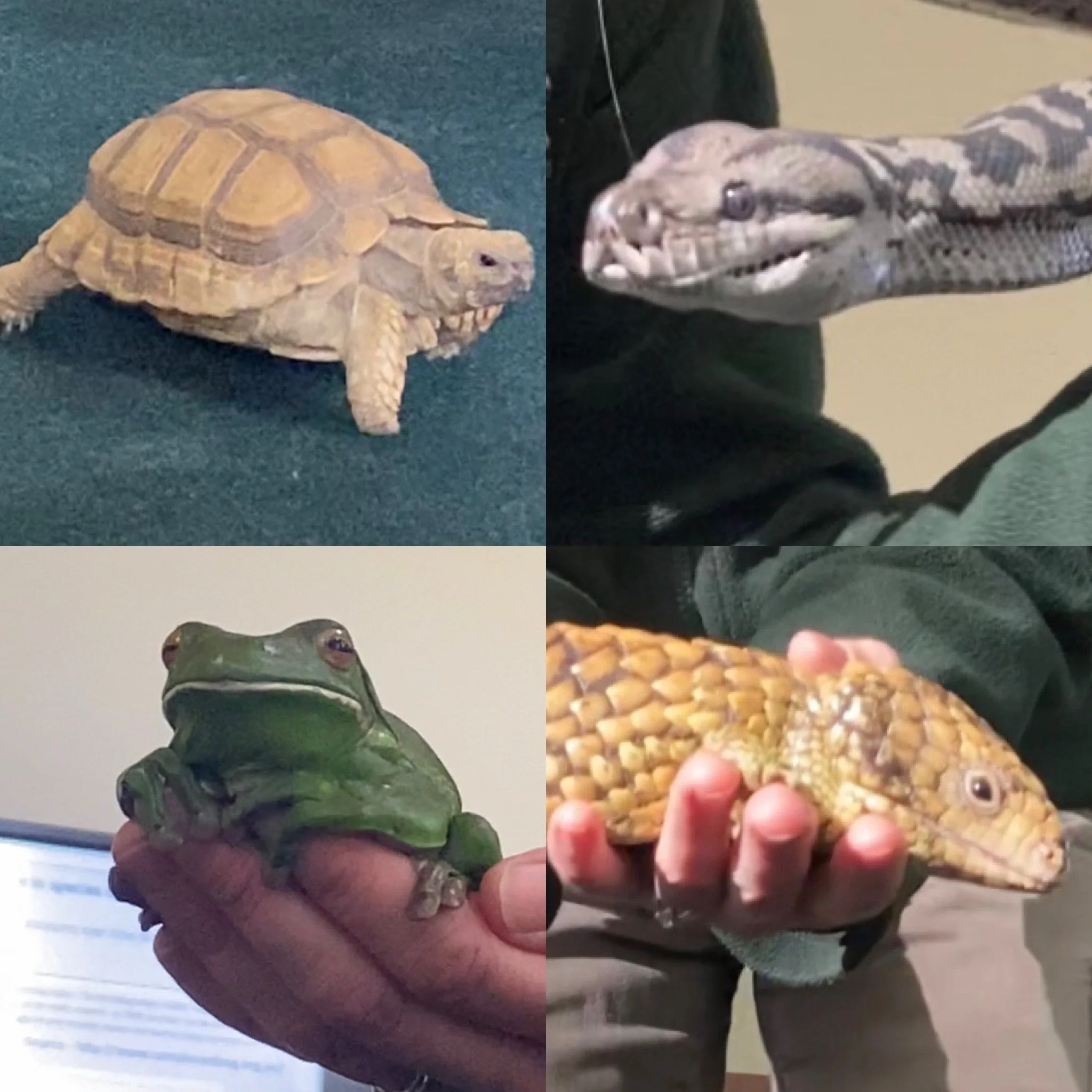 A week in the life of a 16yearold student in Australia — Assembly