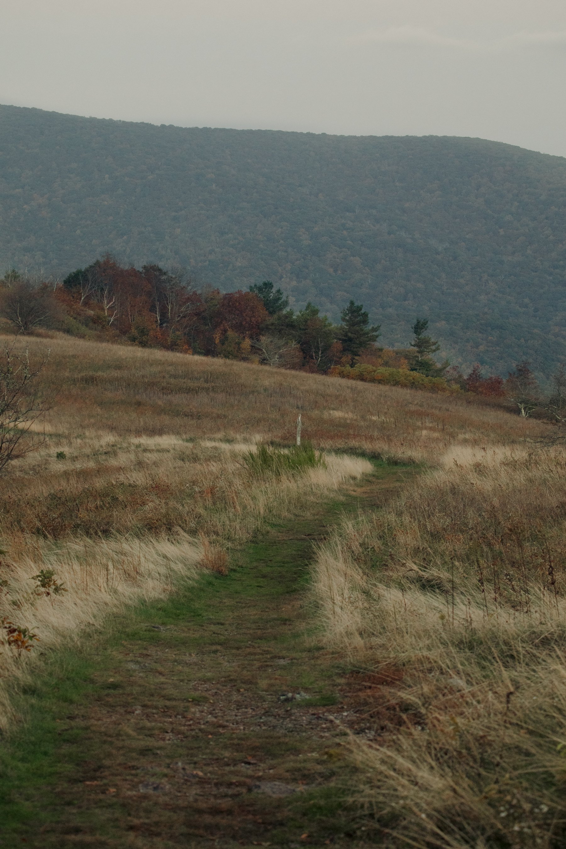 virginia-wedding-mountain-engagement-photo-session-66.jpg