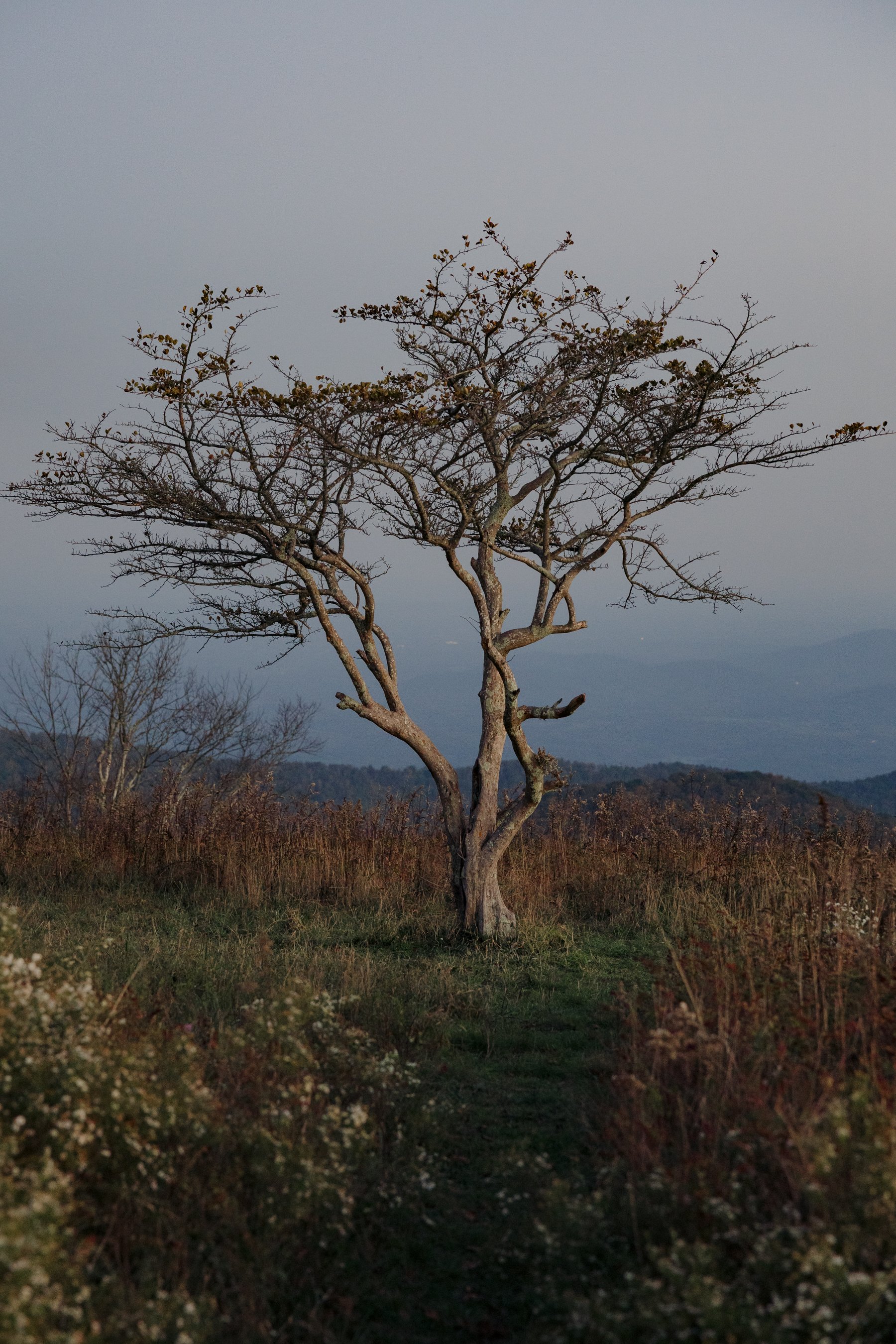 virginia-wedding-mountain-engagement-photo-session-75.jpg