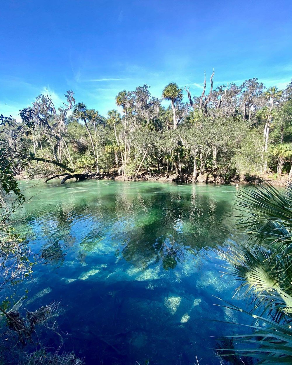 12 Natural Springs Near Miami for a Refreshing Dip in the Great
