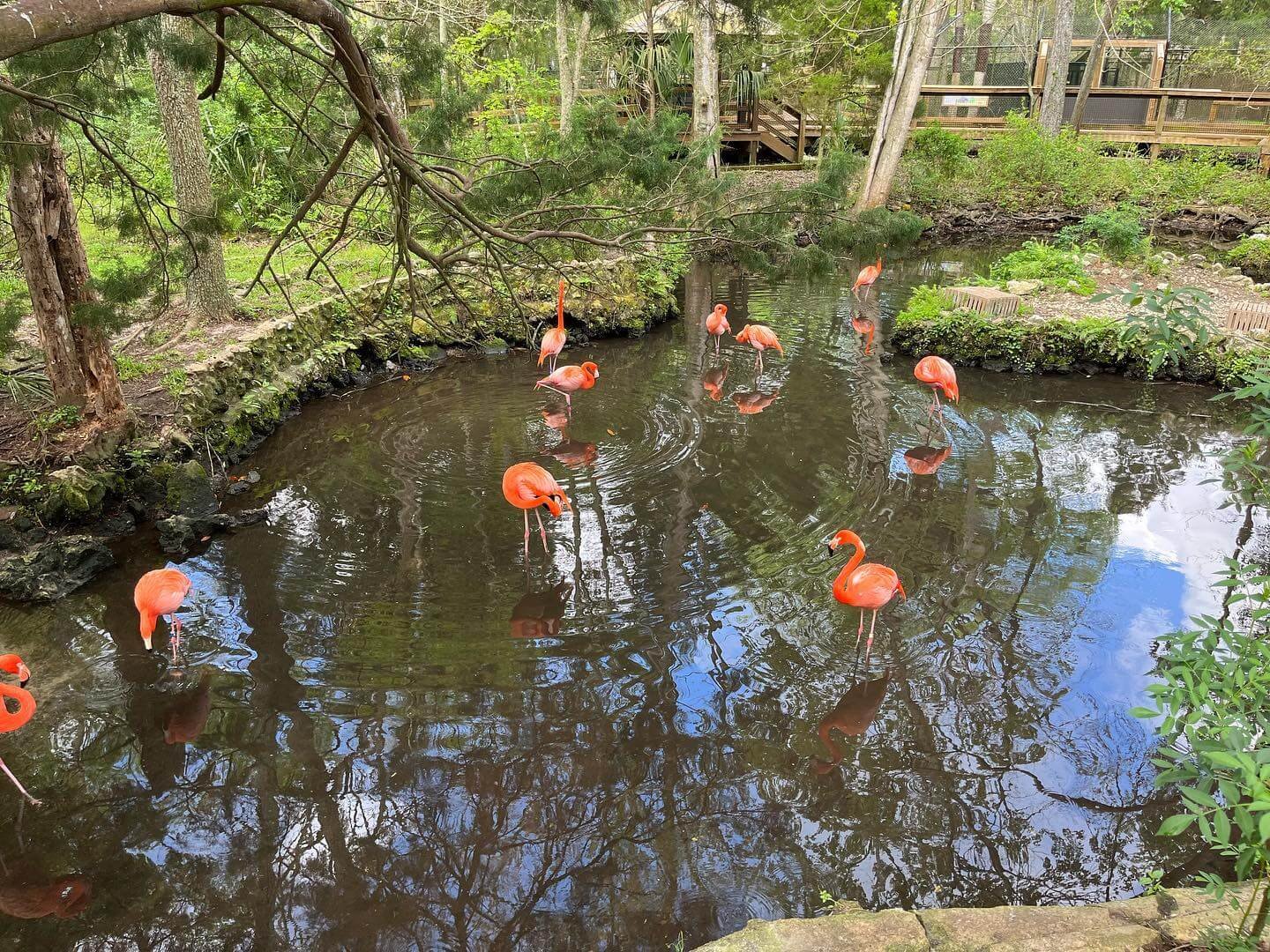 Homosassa Springs State Park 4.jpg