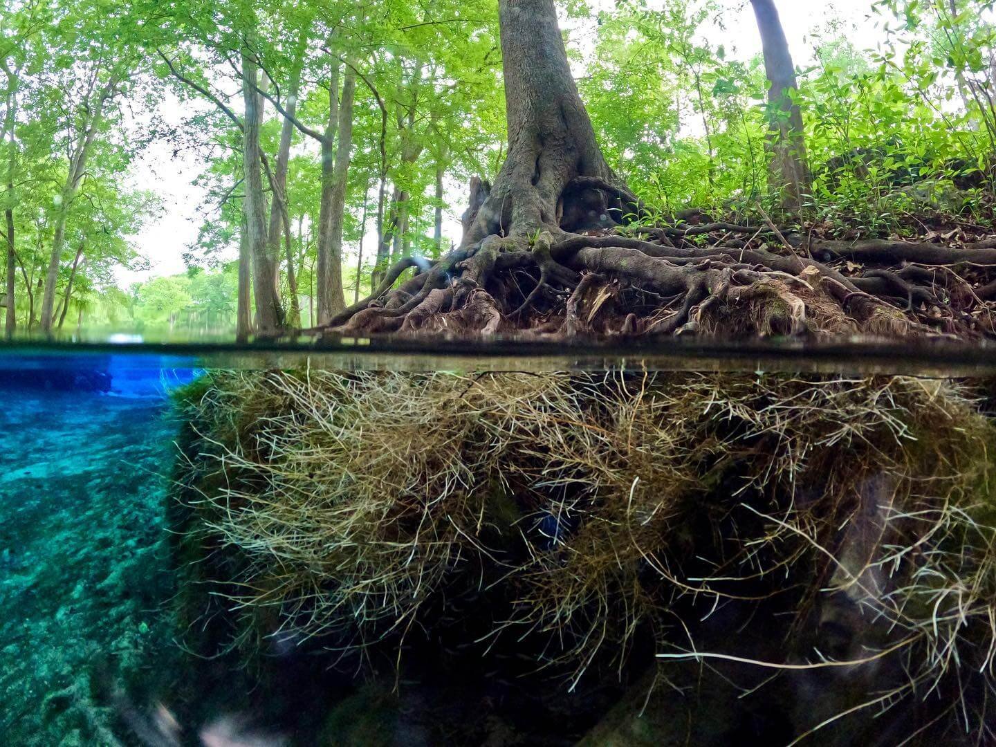 Ginnie Springs 4.jpg