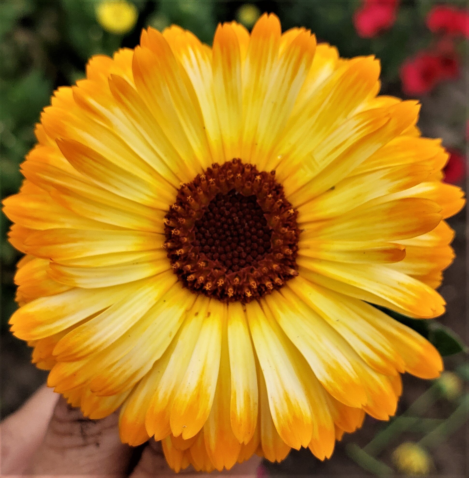 Calendula Tincture
