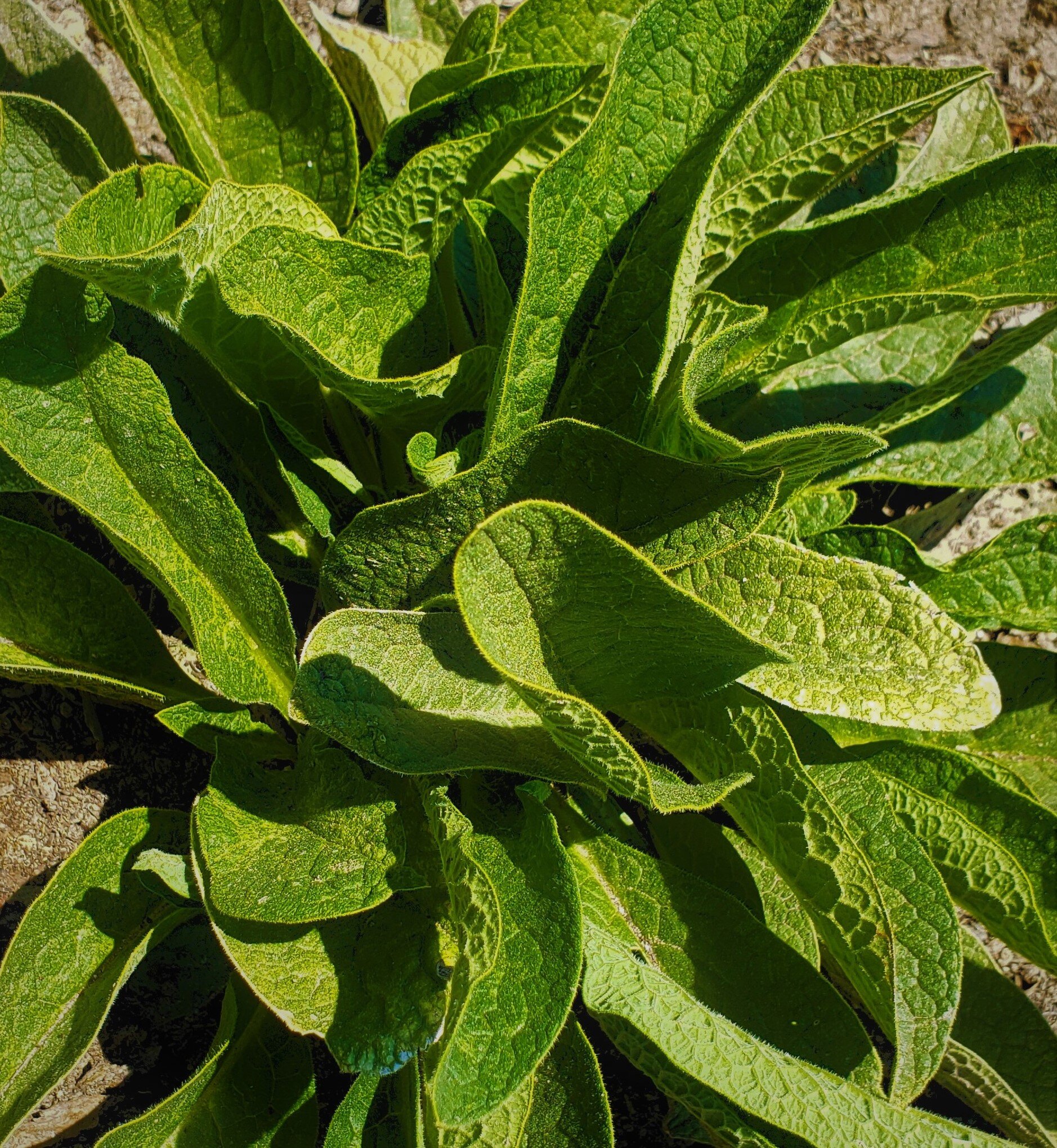 Comfrey