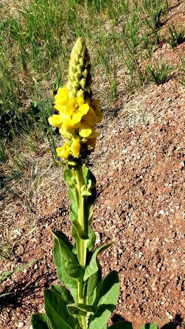 Mullein