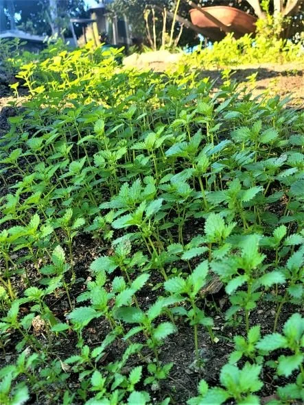 Nettles