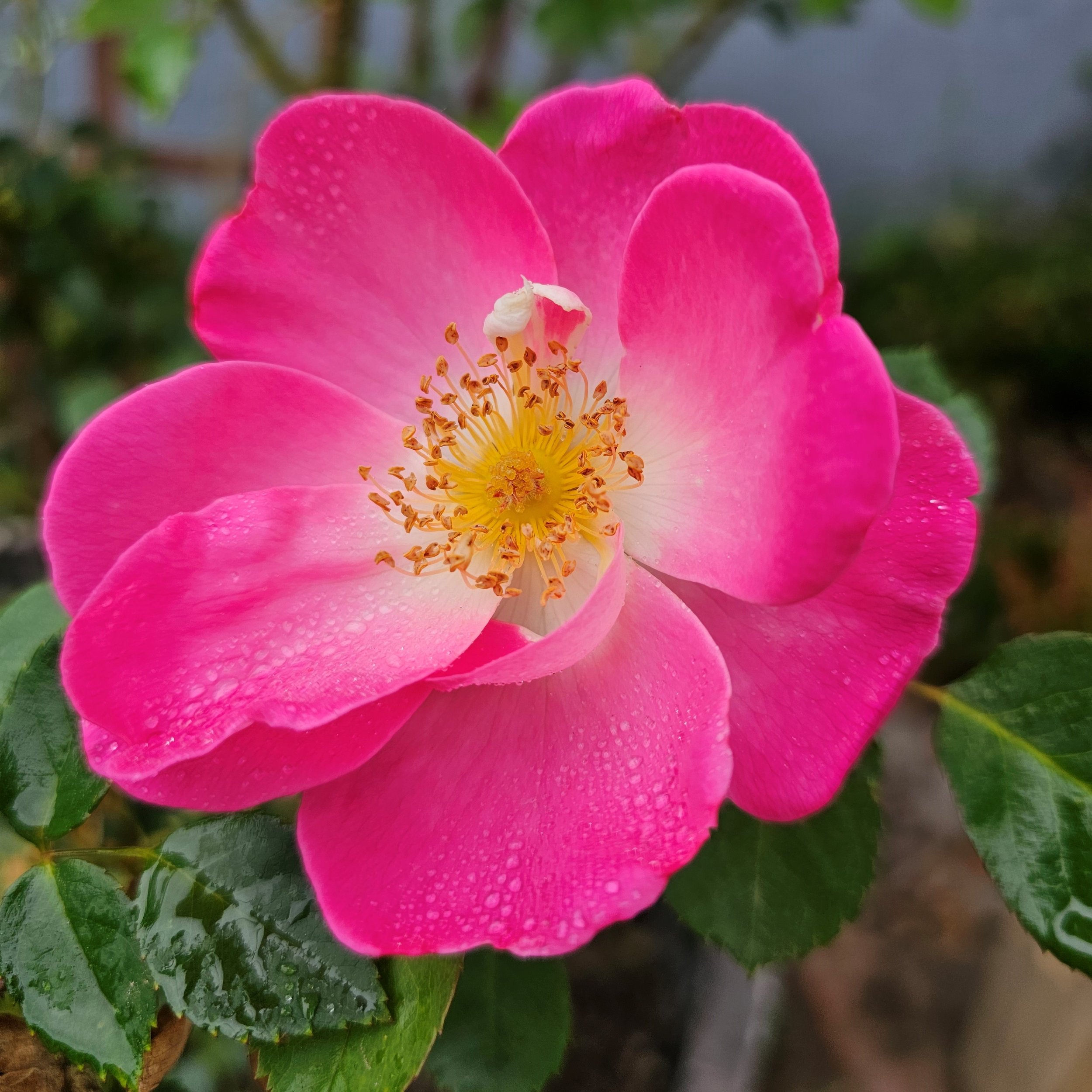 rose4.jpg